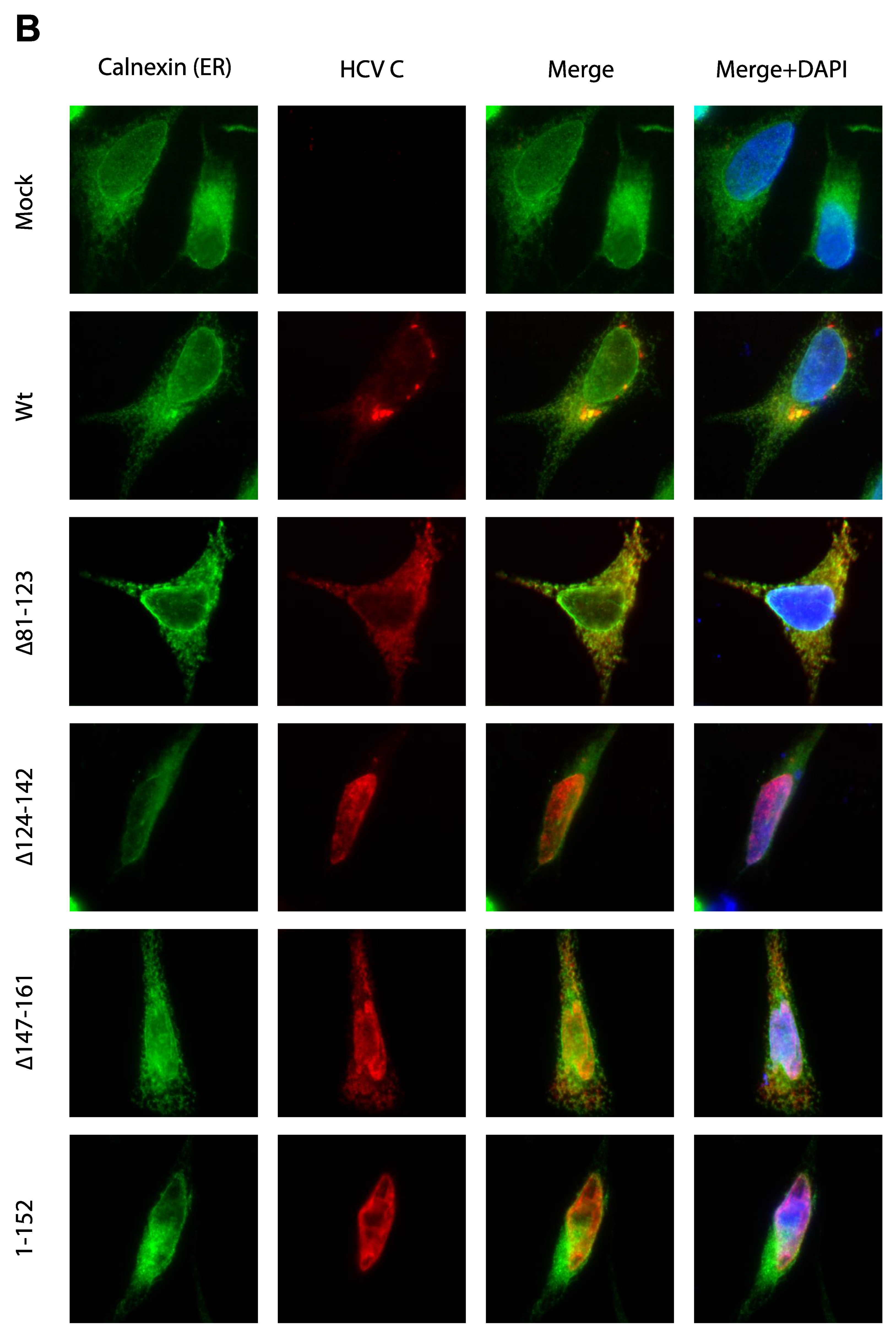Viruses 14 00761 g003b
