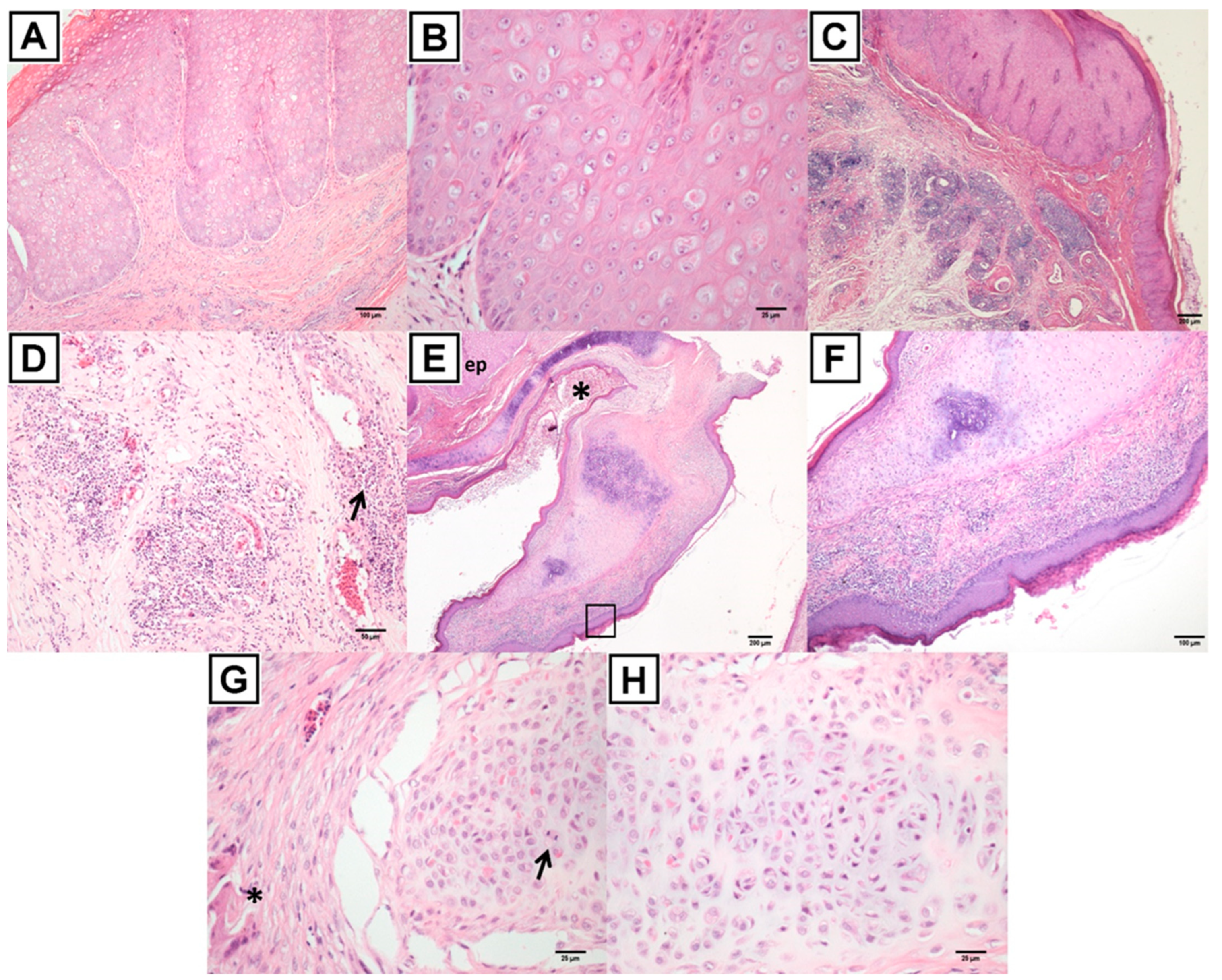 Viruses 14 00773 g006