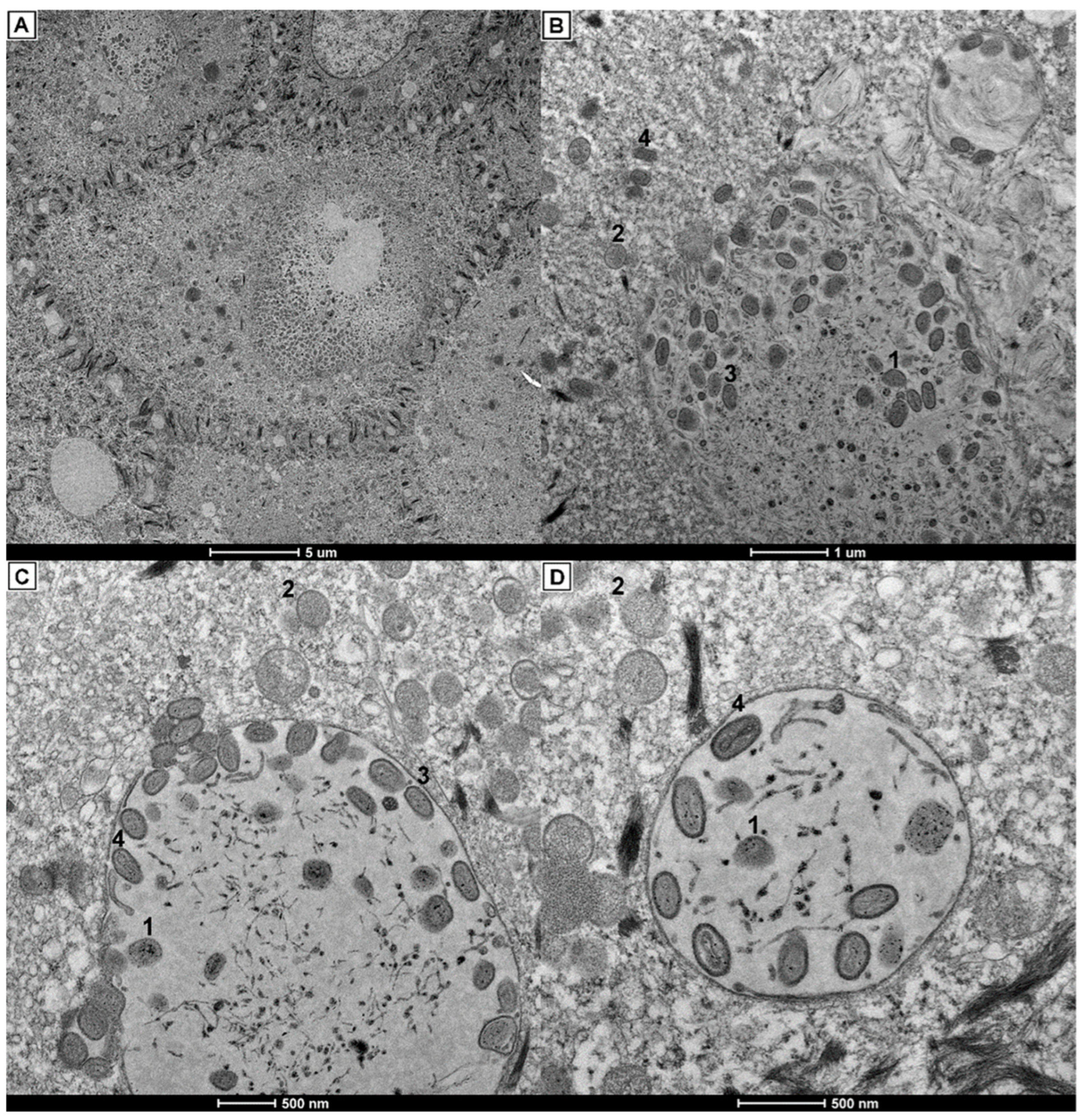 Viruses 14 00773 g007