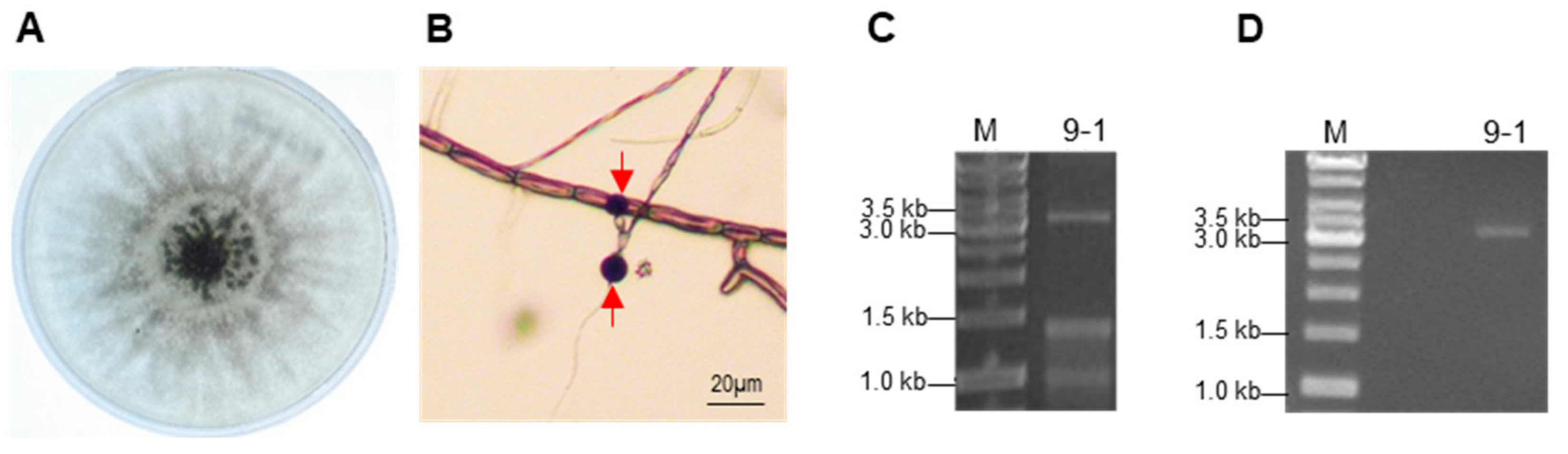 Viruses 14 00795 g001