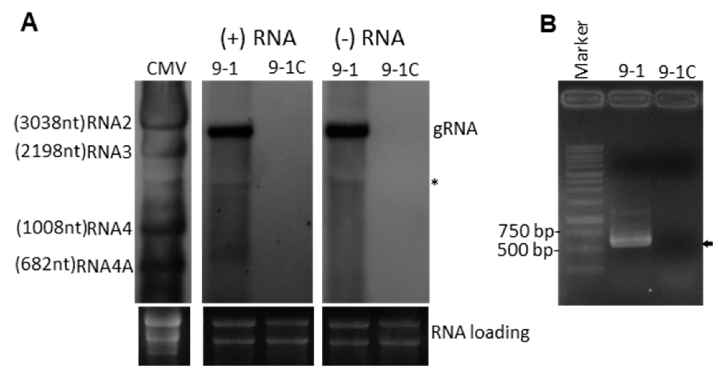 Viruses 14 00795 g004