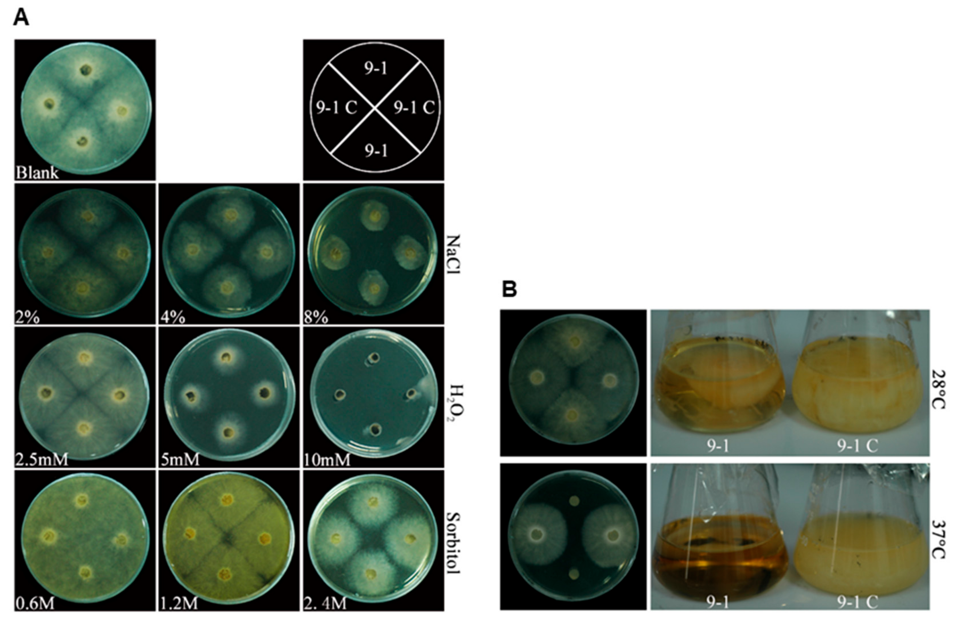Viruses 14 00795 g006