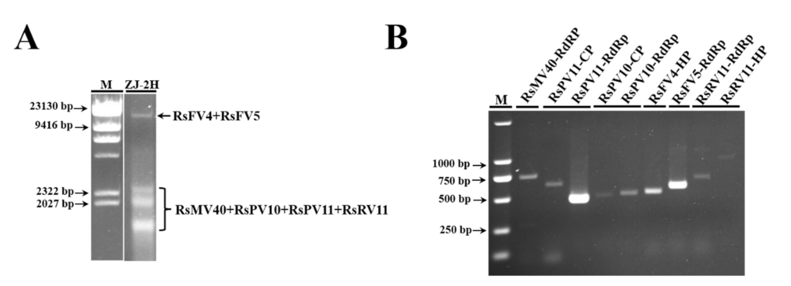 Viruses 14 00813 g001