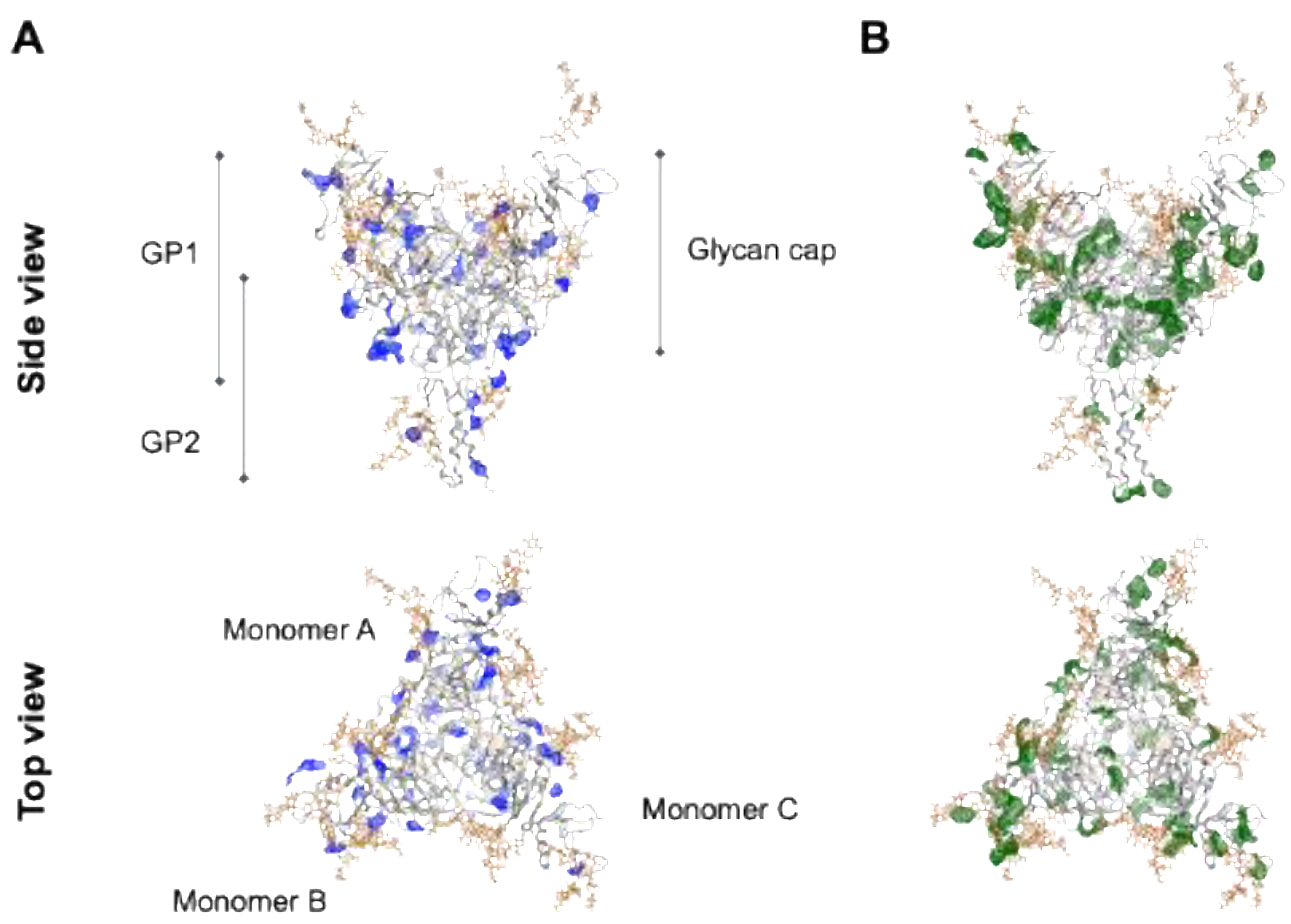 Viruses 14 00816 g007