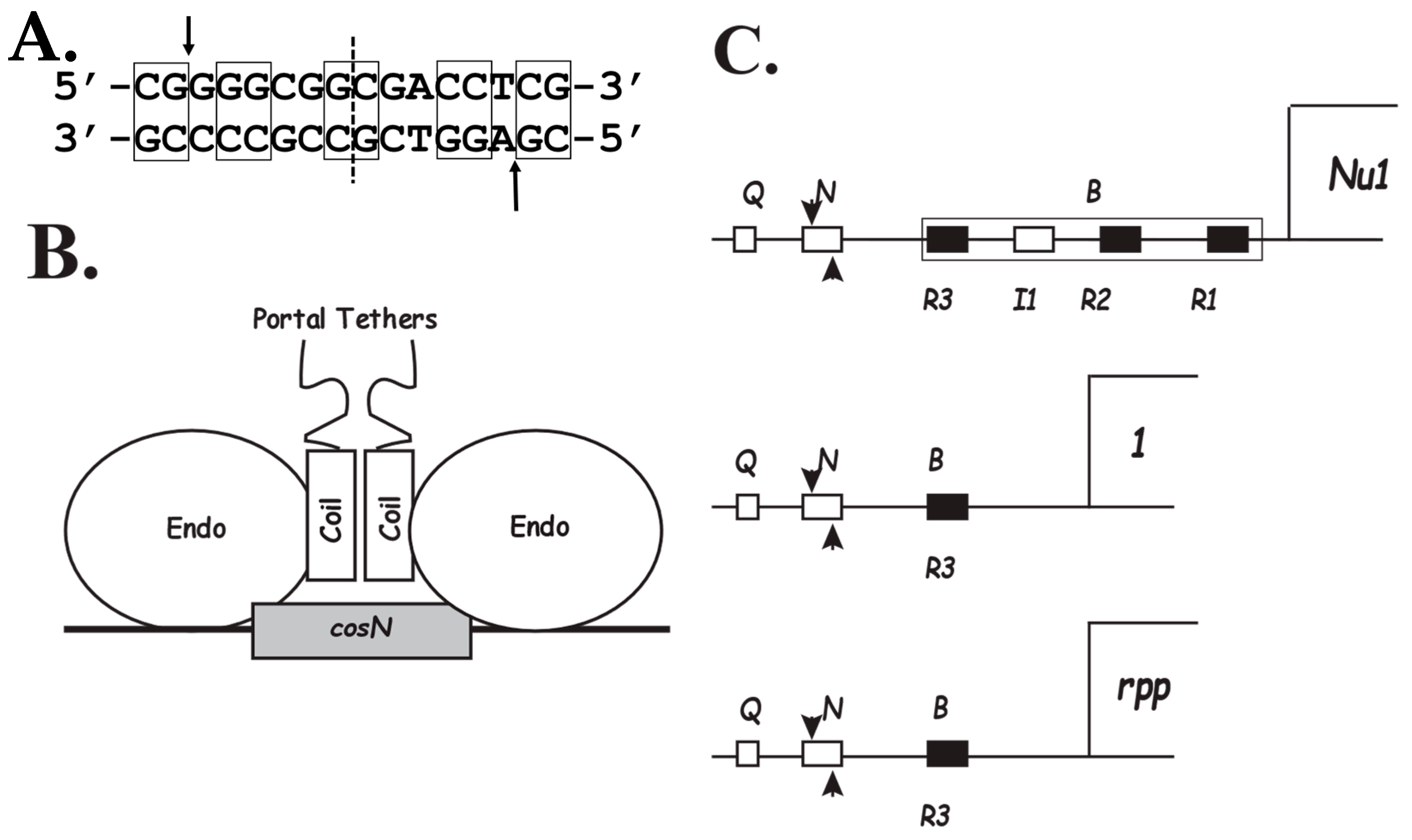 Viruses 14 00818 g001