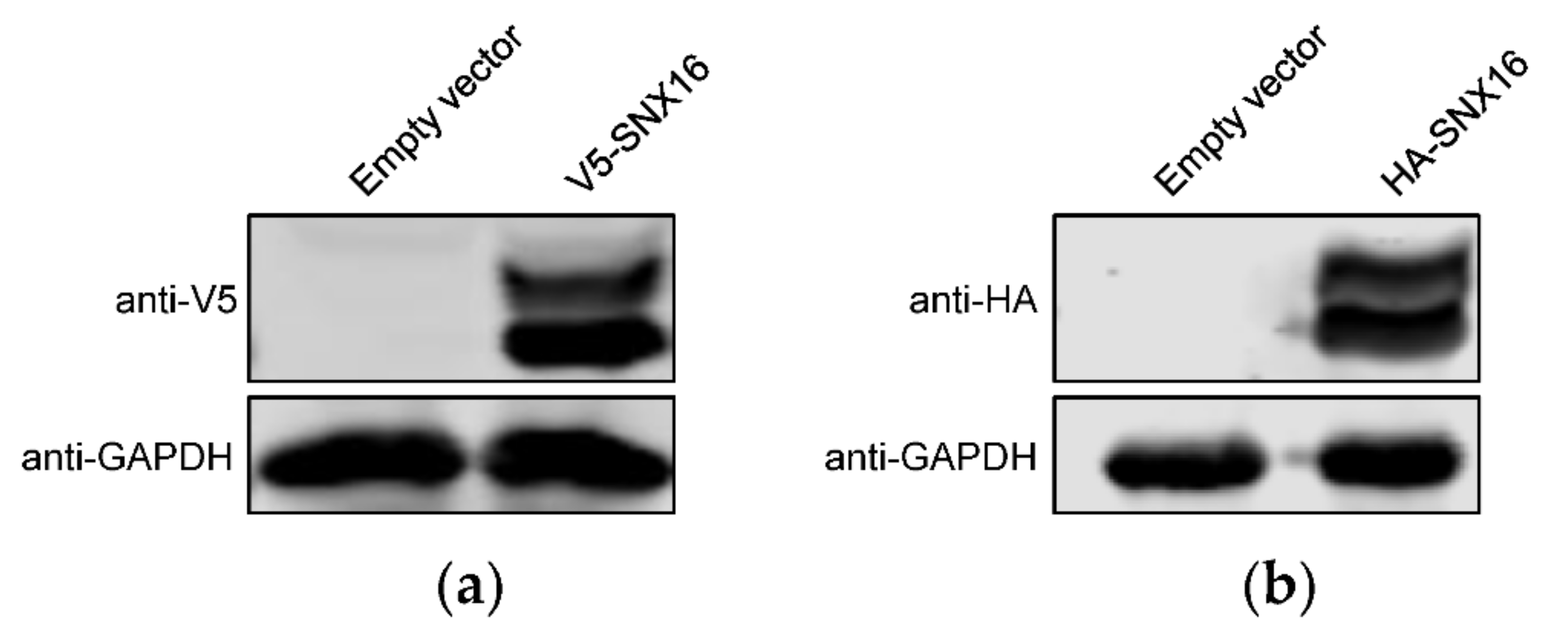 Viruses 14 00825 g003
