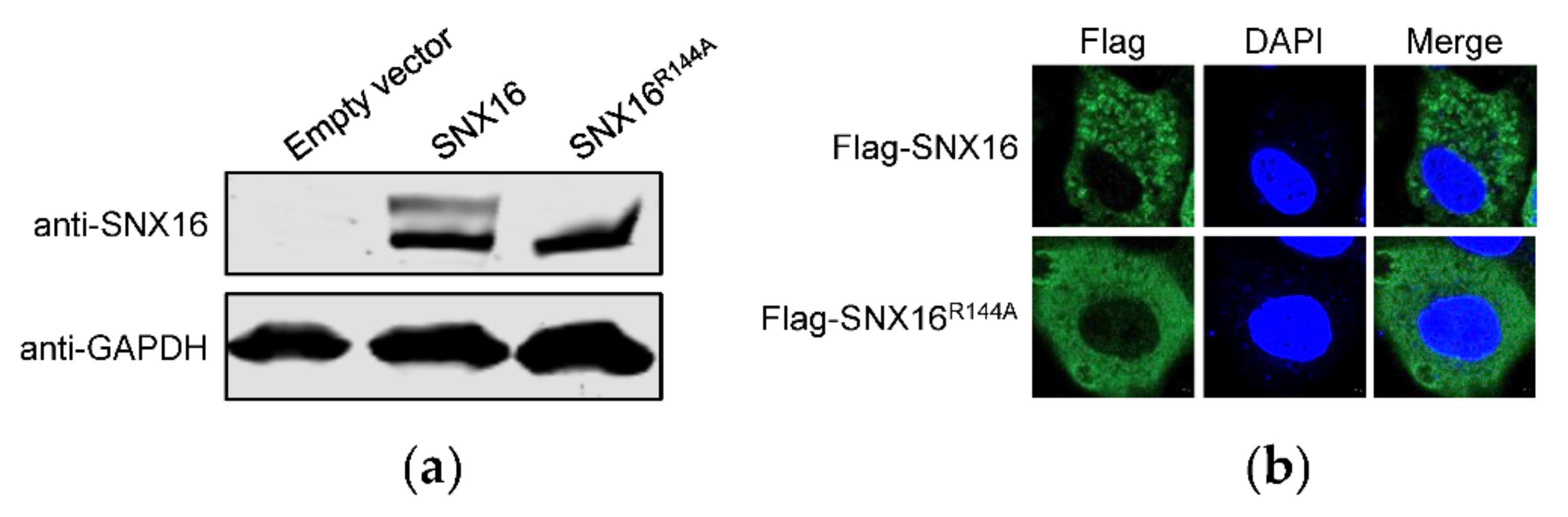 Viruses 14 00825 g004