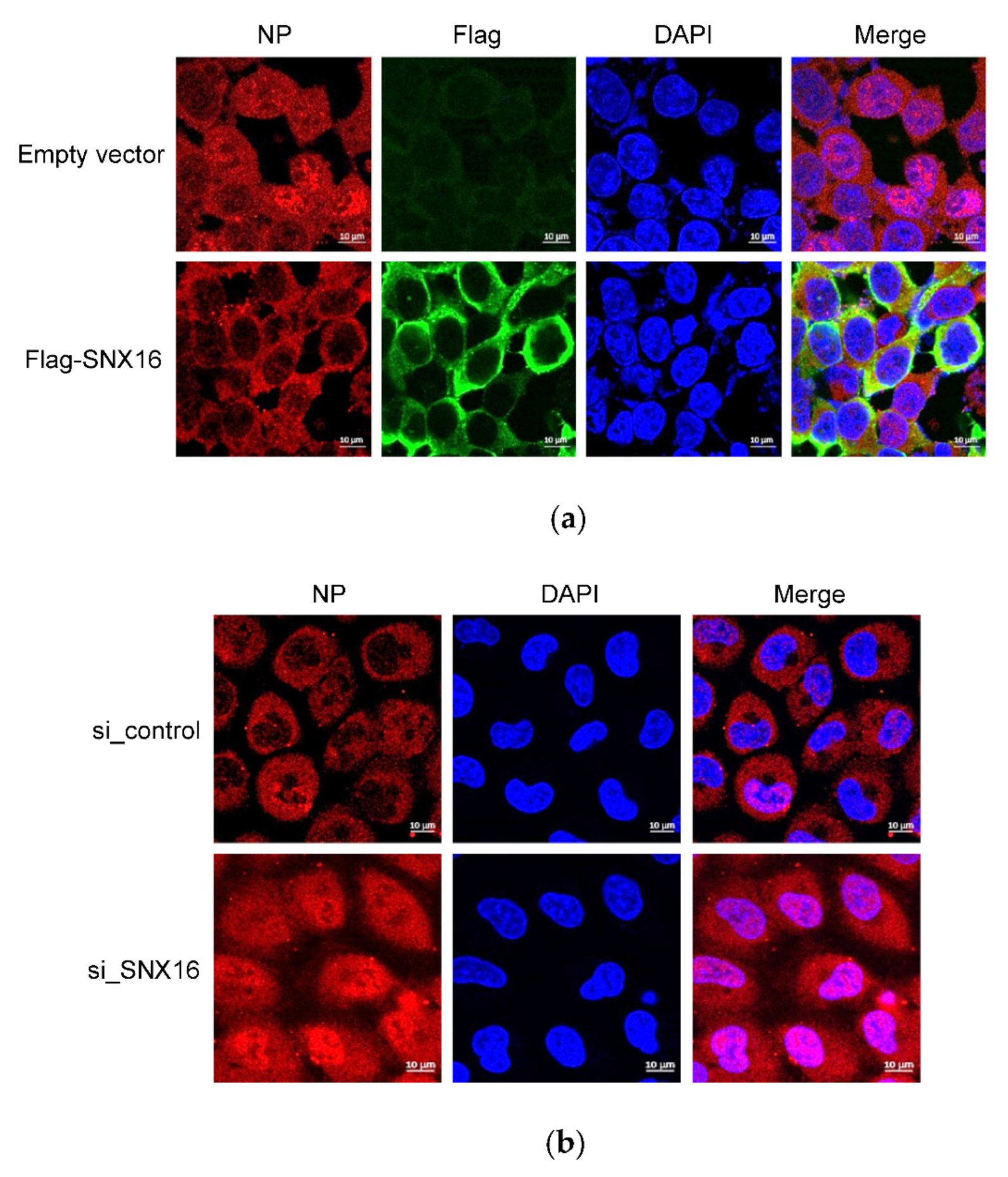Viruses 14 00825 g007