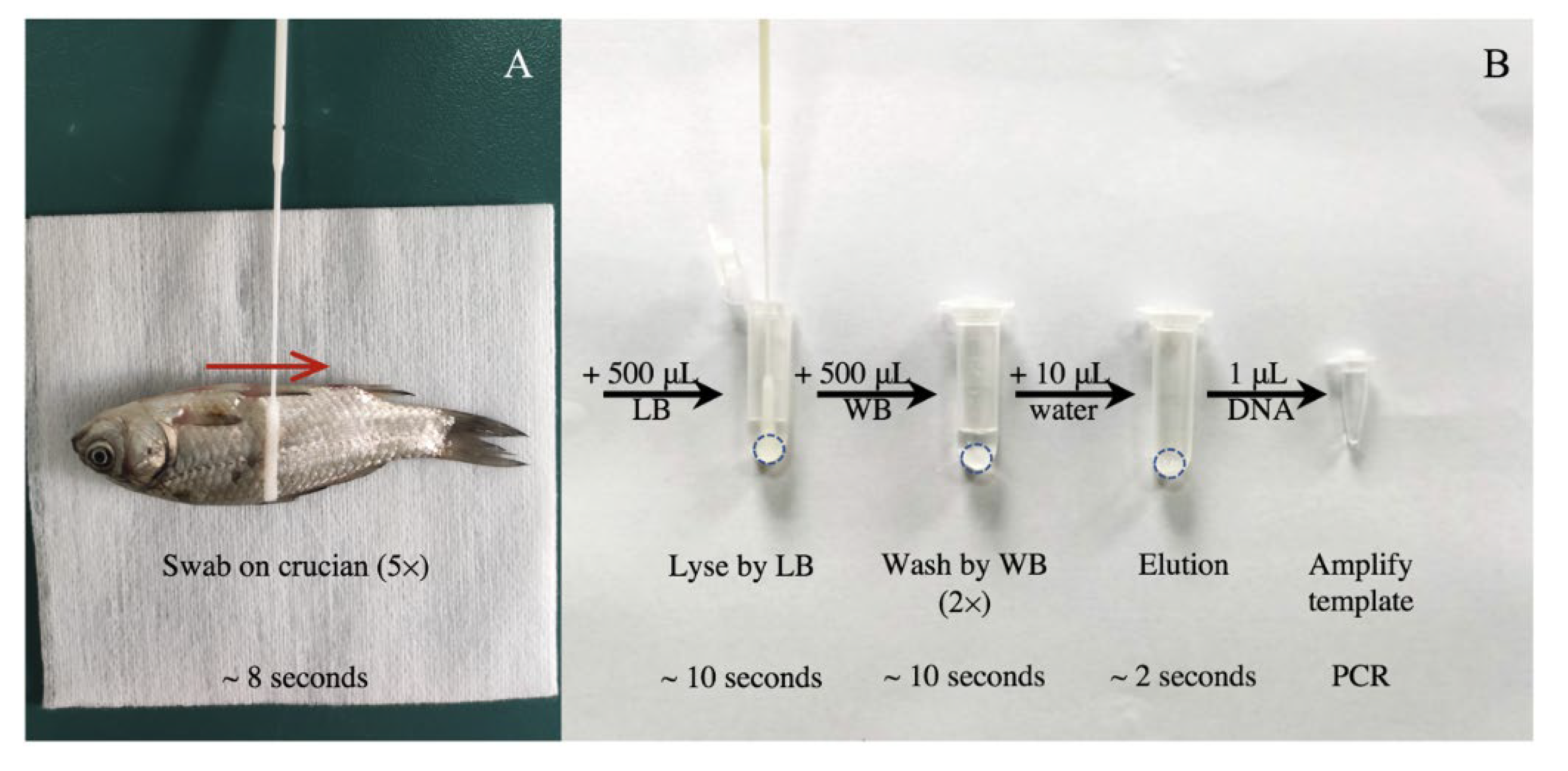 Viruses 14 00840 g001