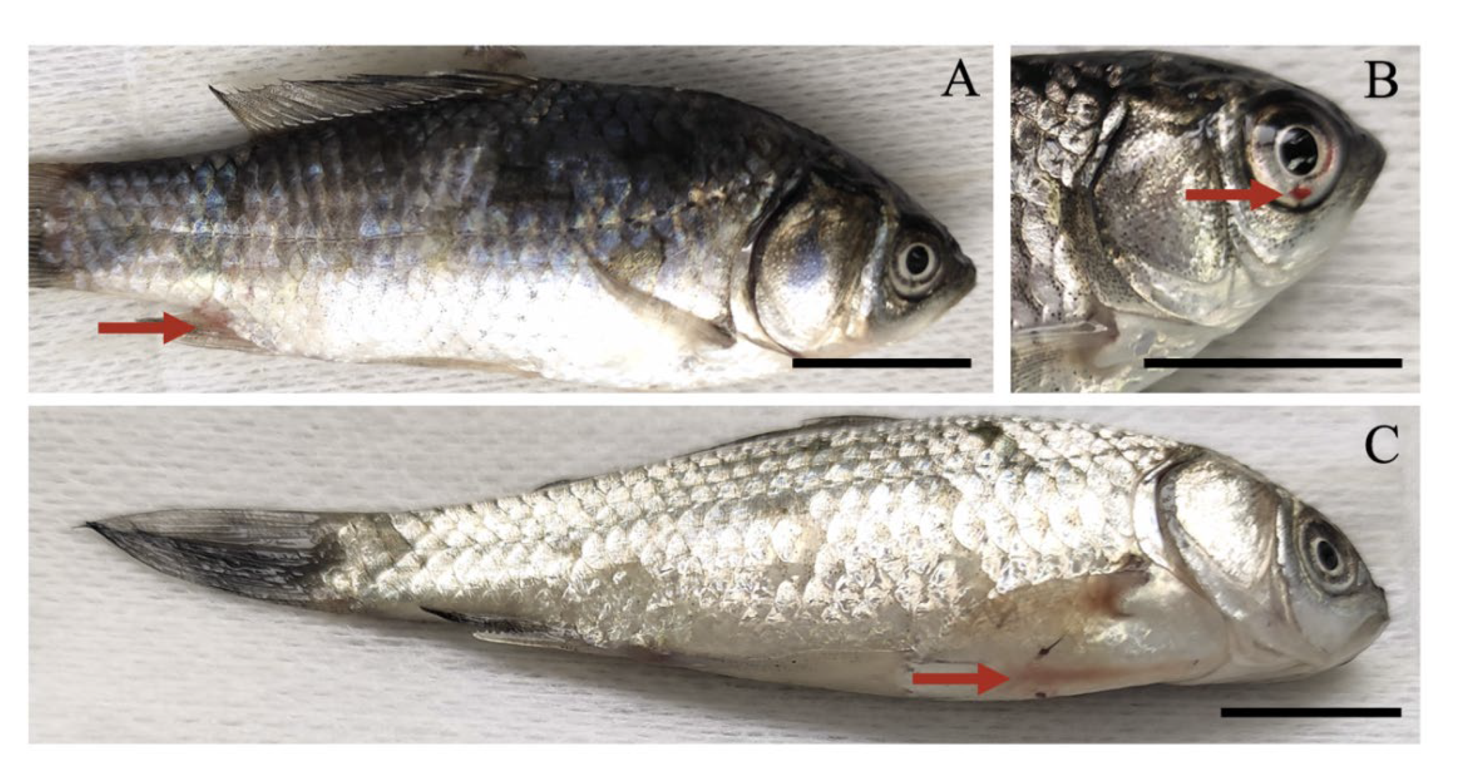 Viruses 14 00840 g007