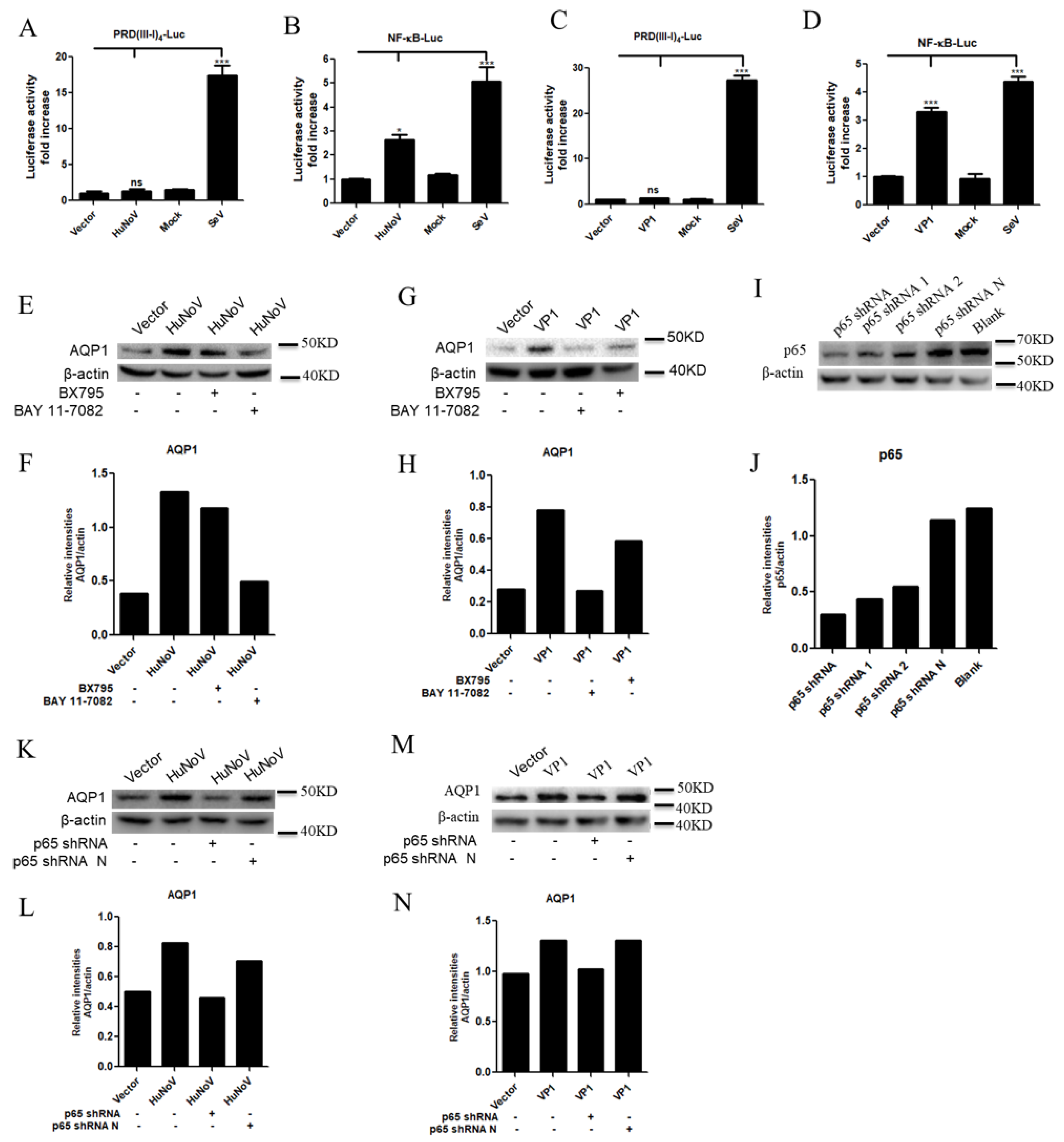 Viruses 14 00842 g004
