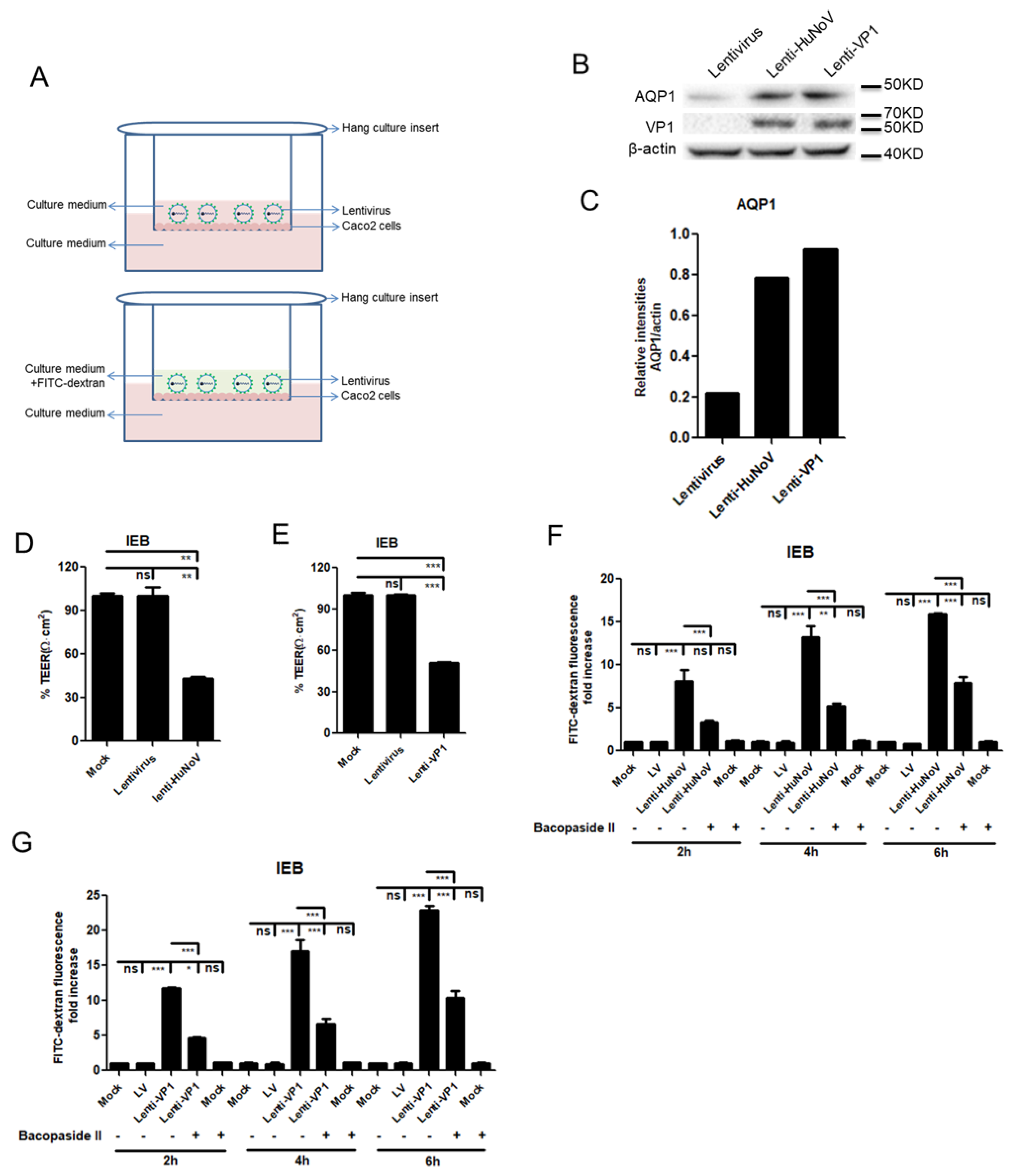Viruses 14 00842 g006