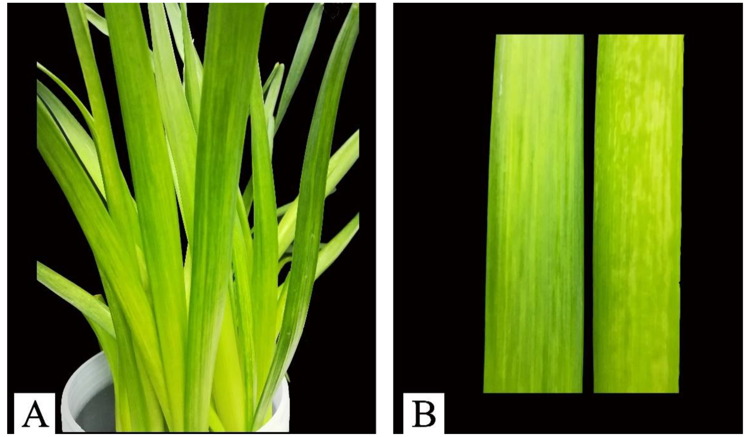 Viruses 14 00846 g001