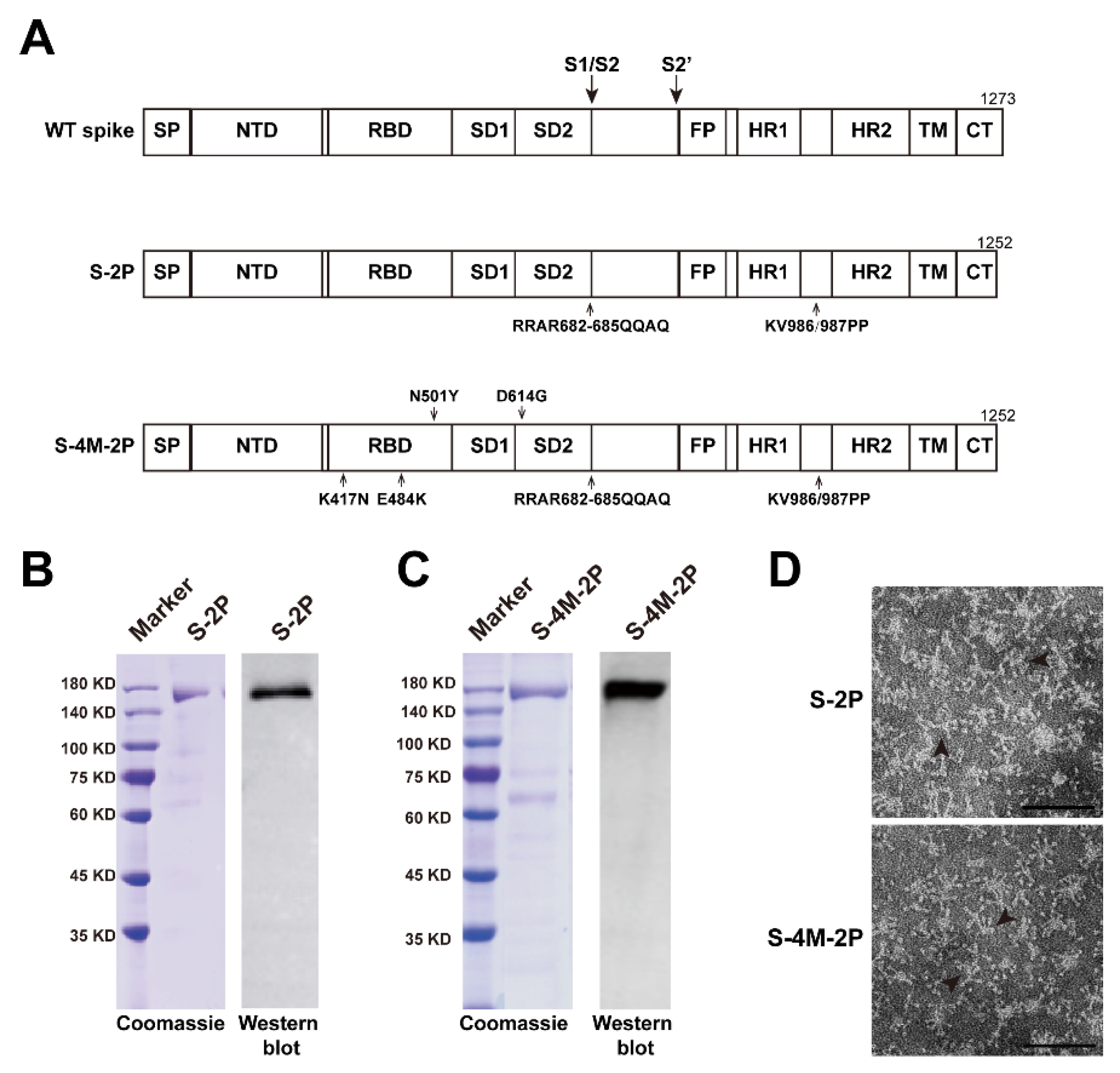Viruses 14 00854 g001