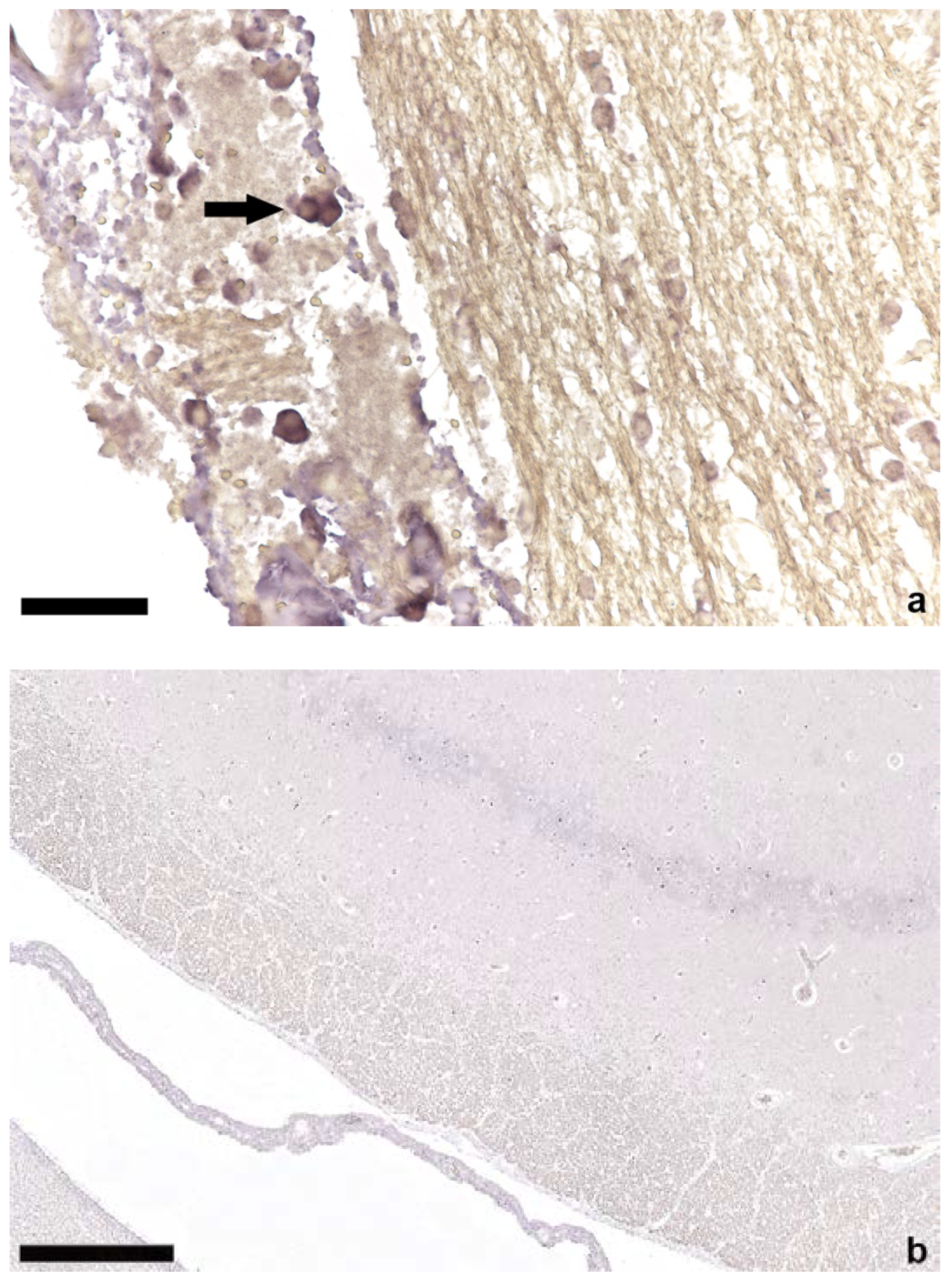 Viruses 14 00870 g002 Viruses 14 00870 g002