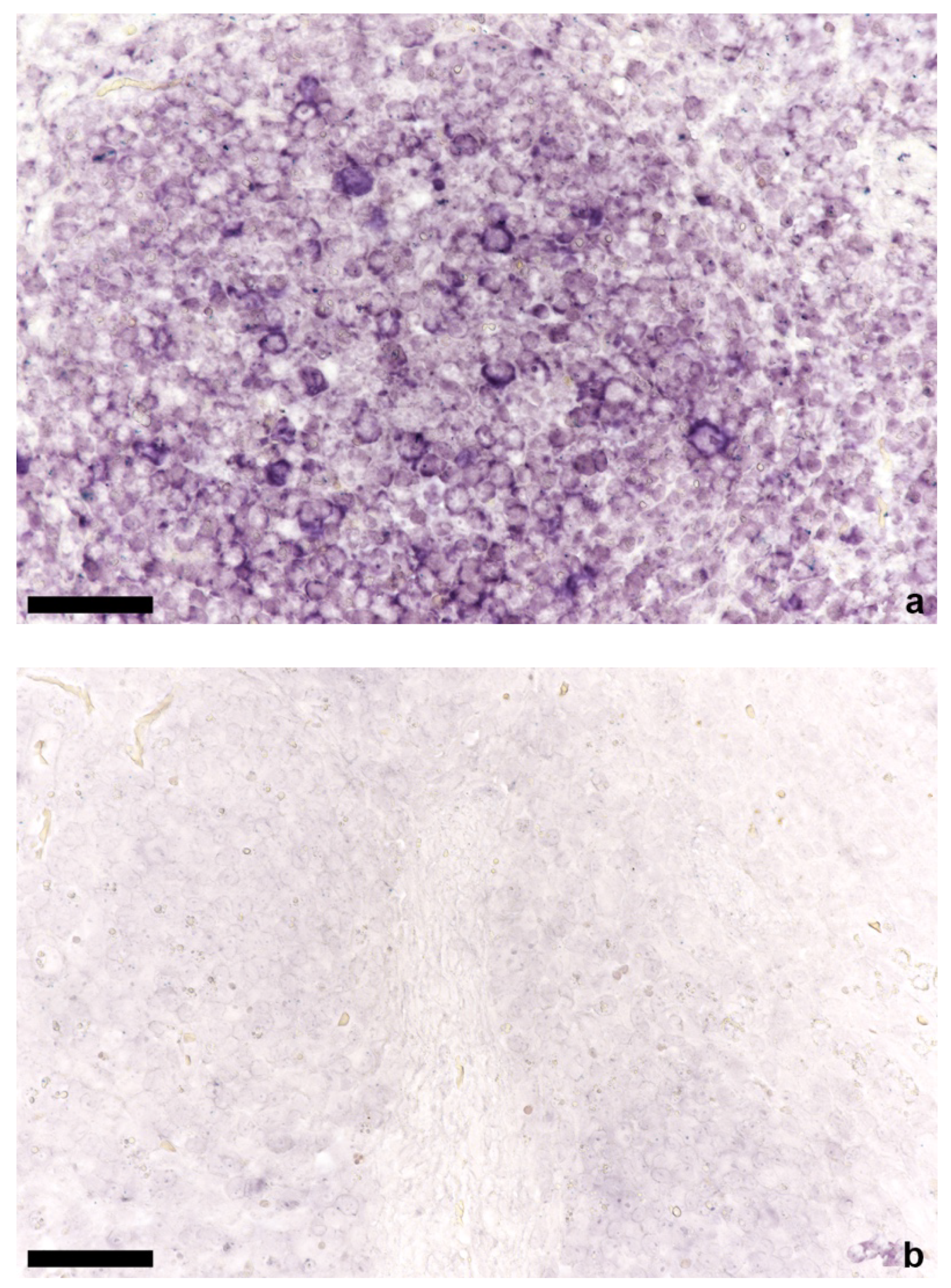 Viruses 14 00870 g003 Viruses 14 00870 g003