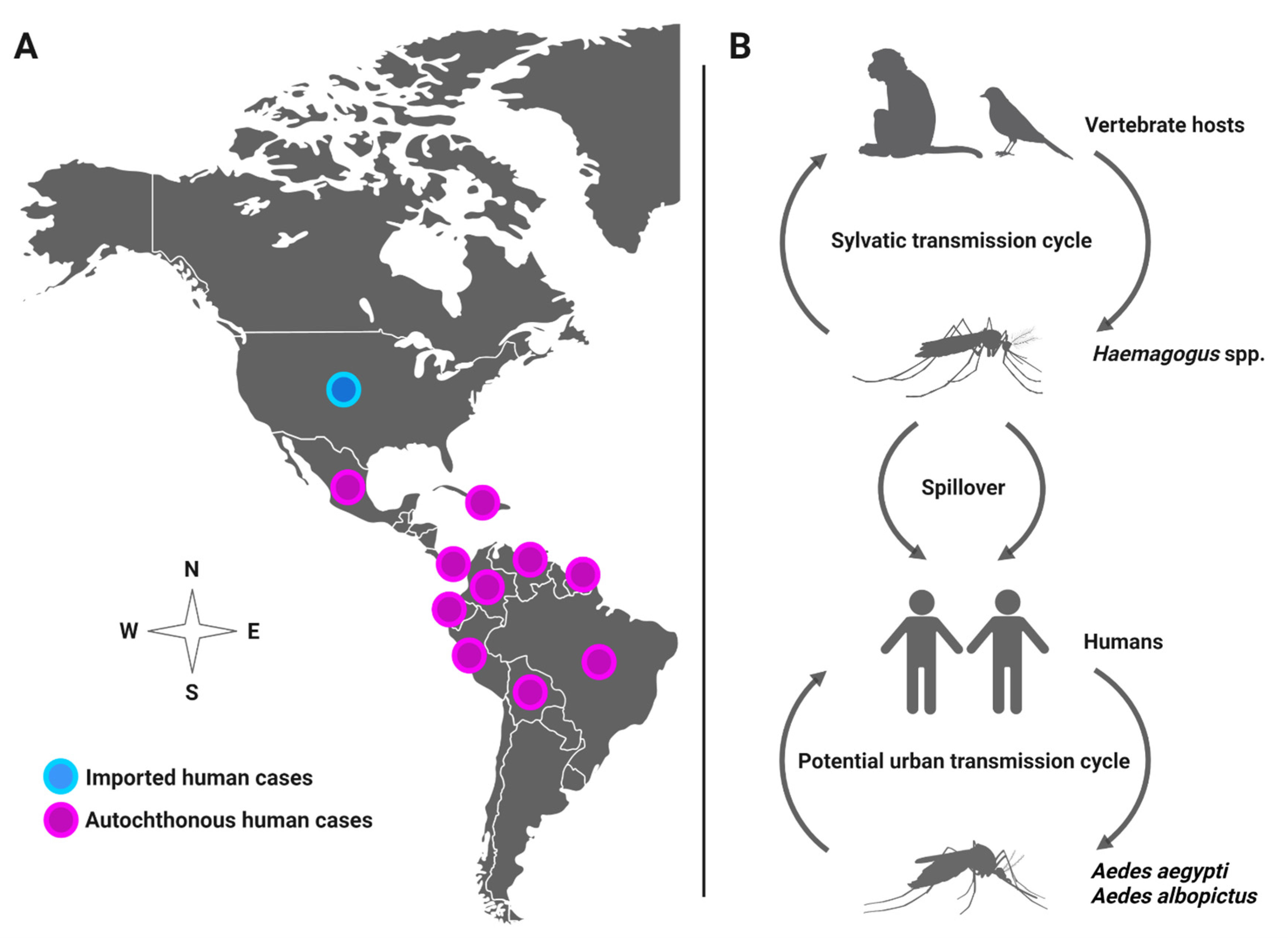 Viruses 14 00880 g001