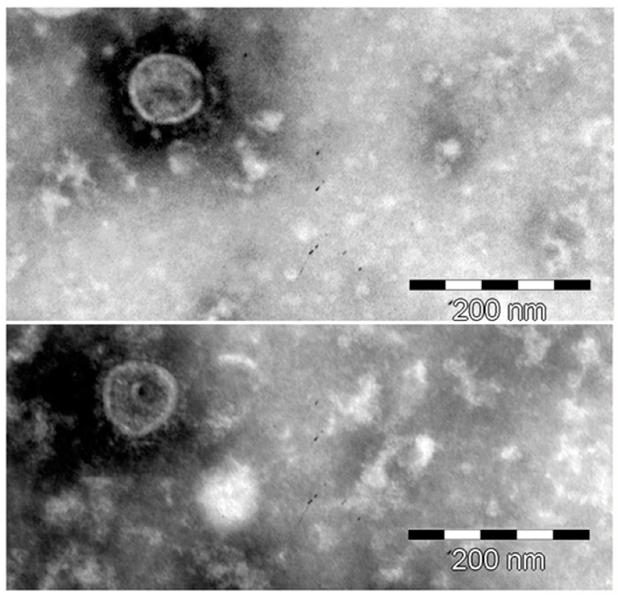 Viruses 14 00886 g003 Viruses 14 00886 g003