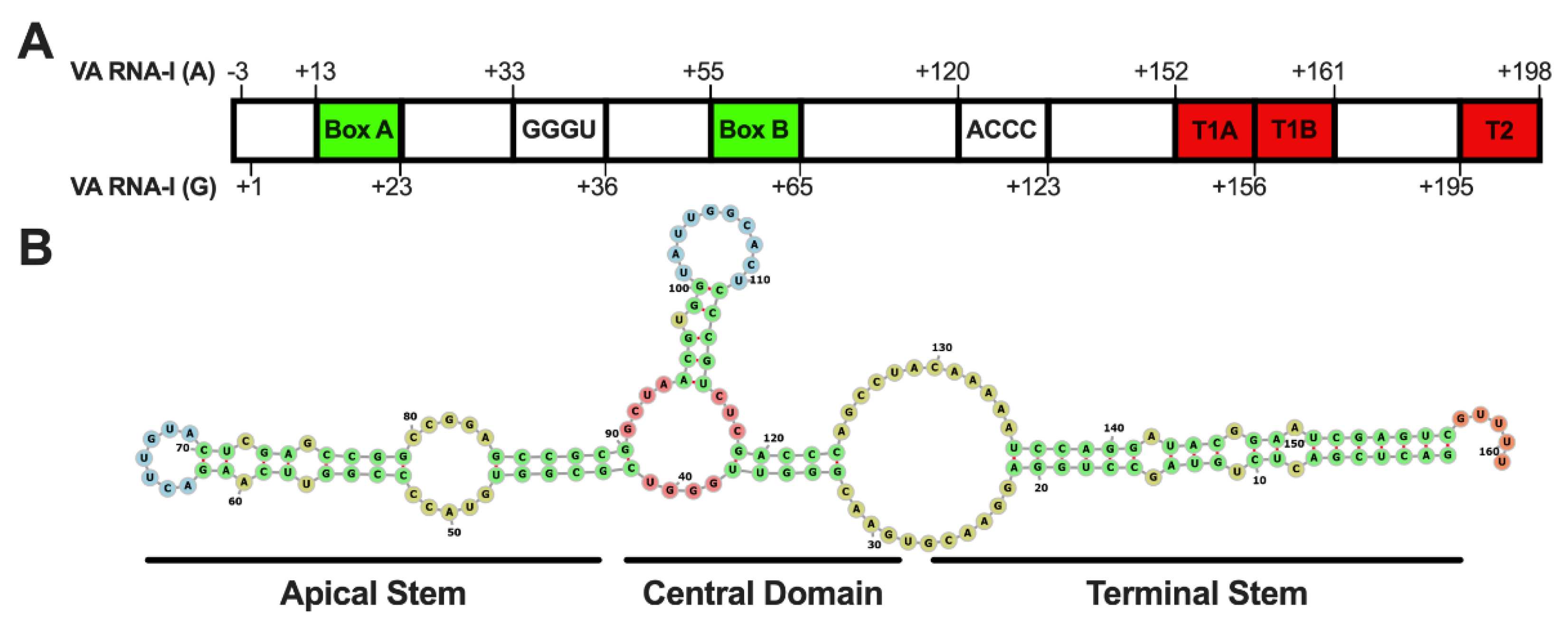 Viruses 14 00898 g001 Viruses 14 00898 g001