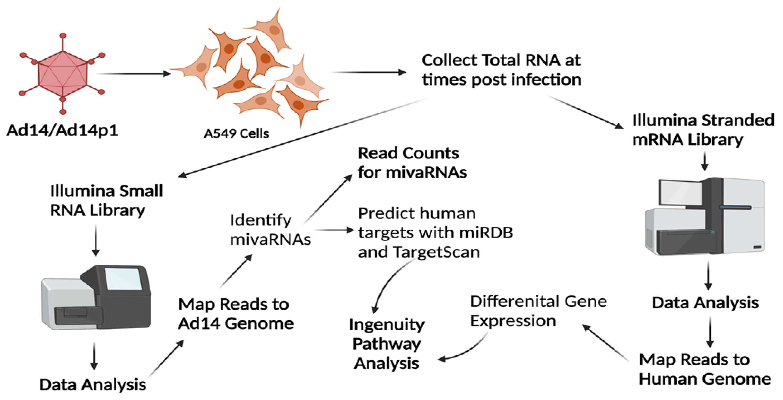 Viruses 14 00898 g002 Viruses 14 00898 g002