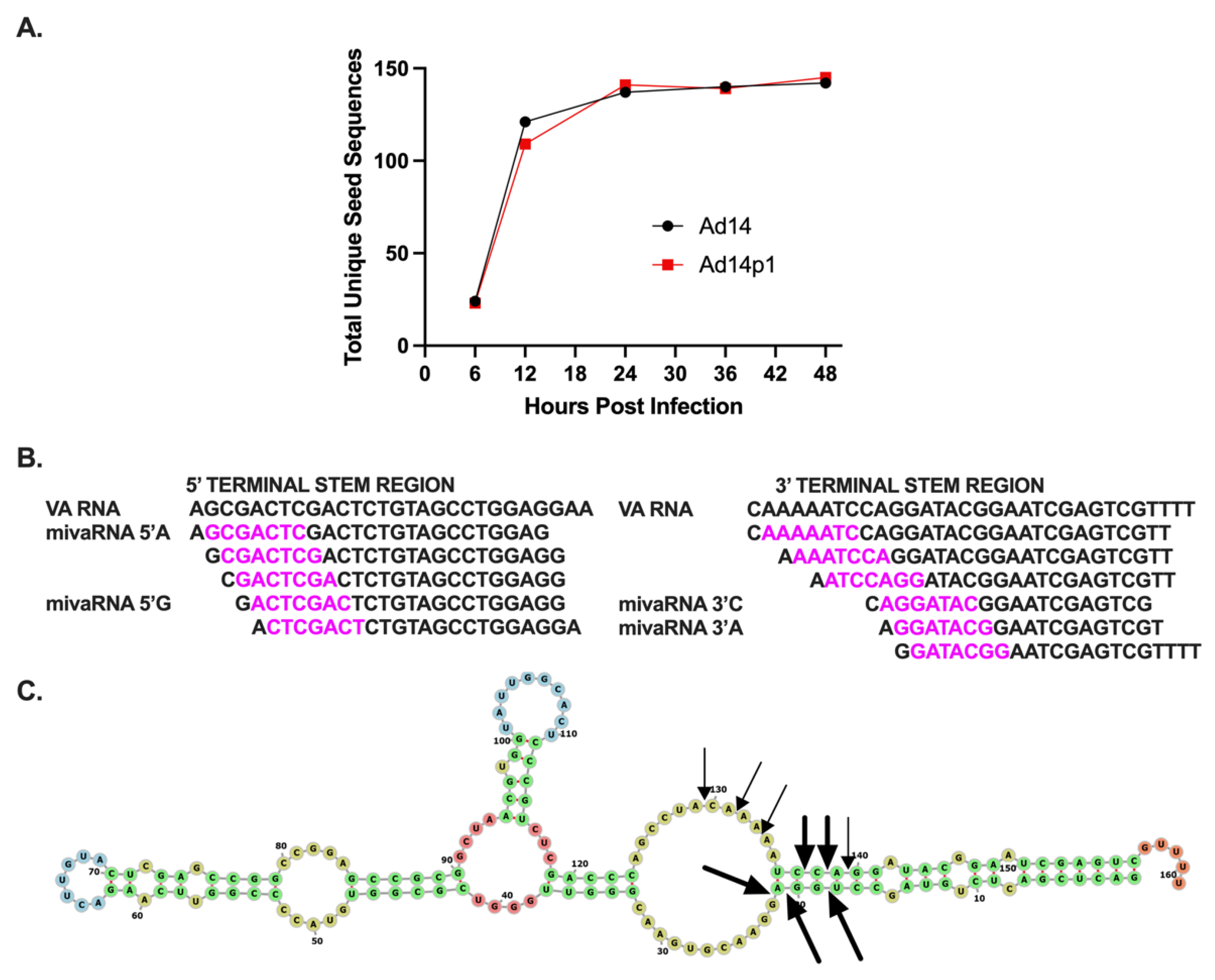 Viruses 14 00898 g004 Viruses 14 00898 g004