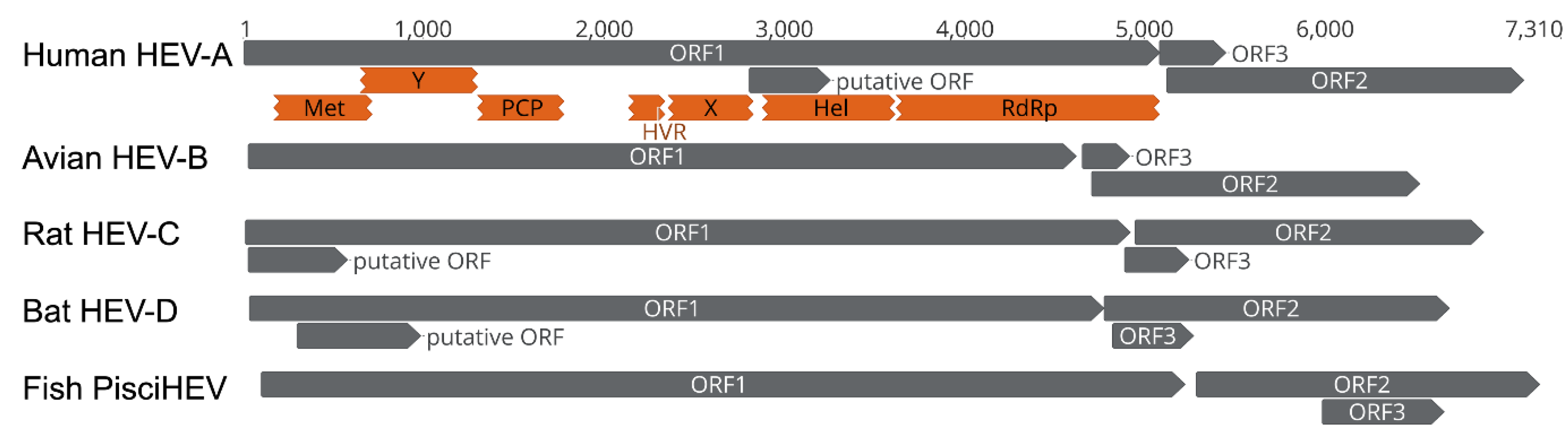 Viruses 14 00905 g003