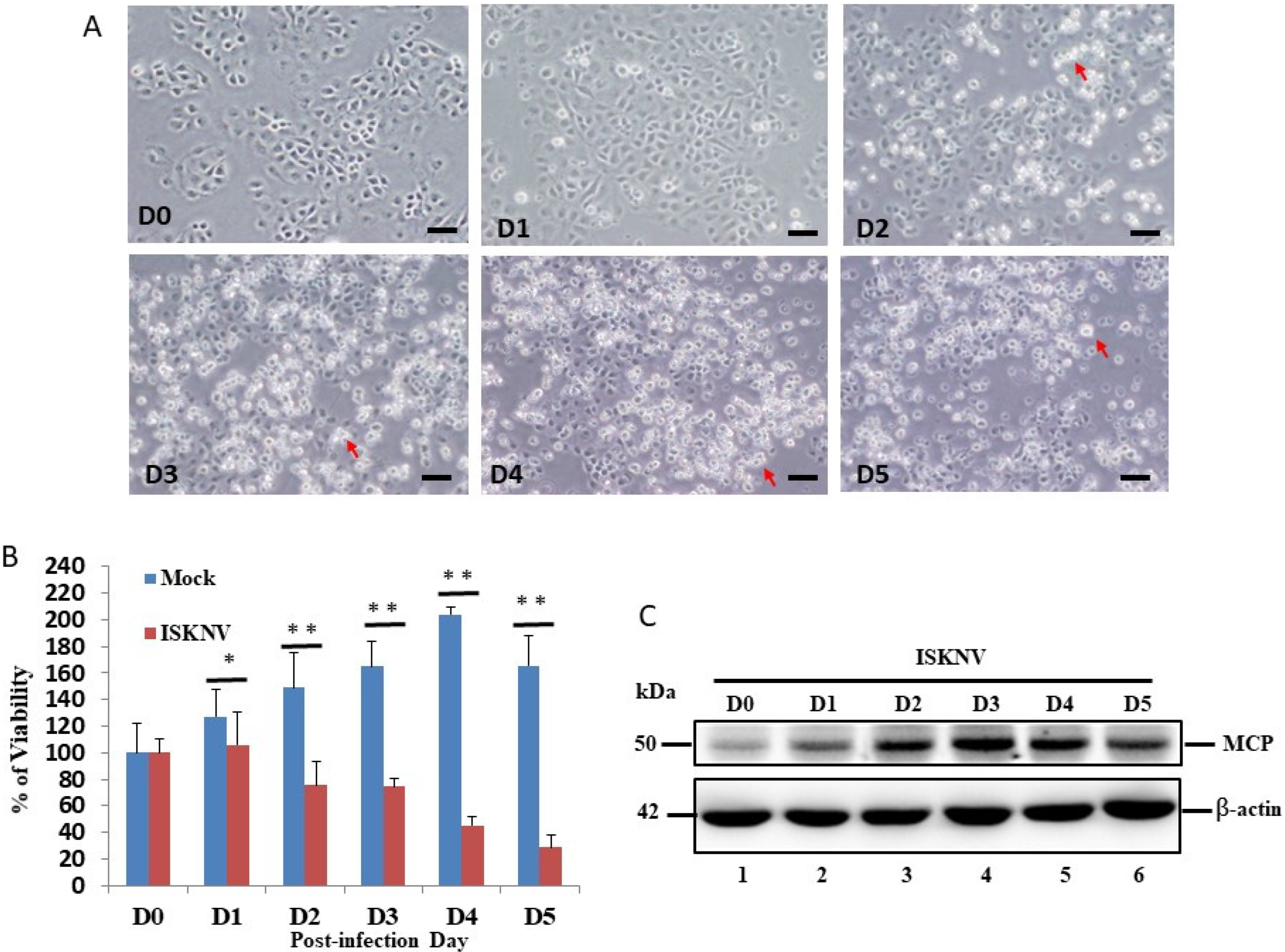 Viruses 14 00922 g001