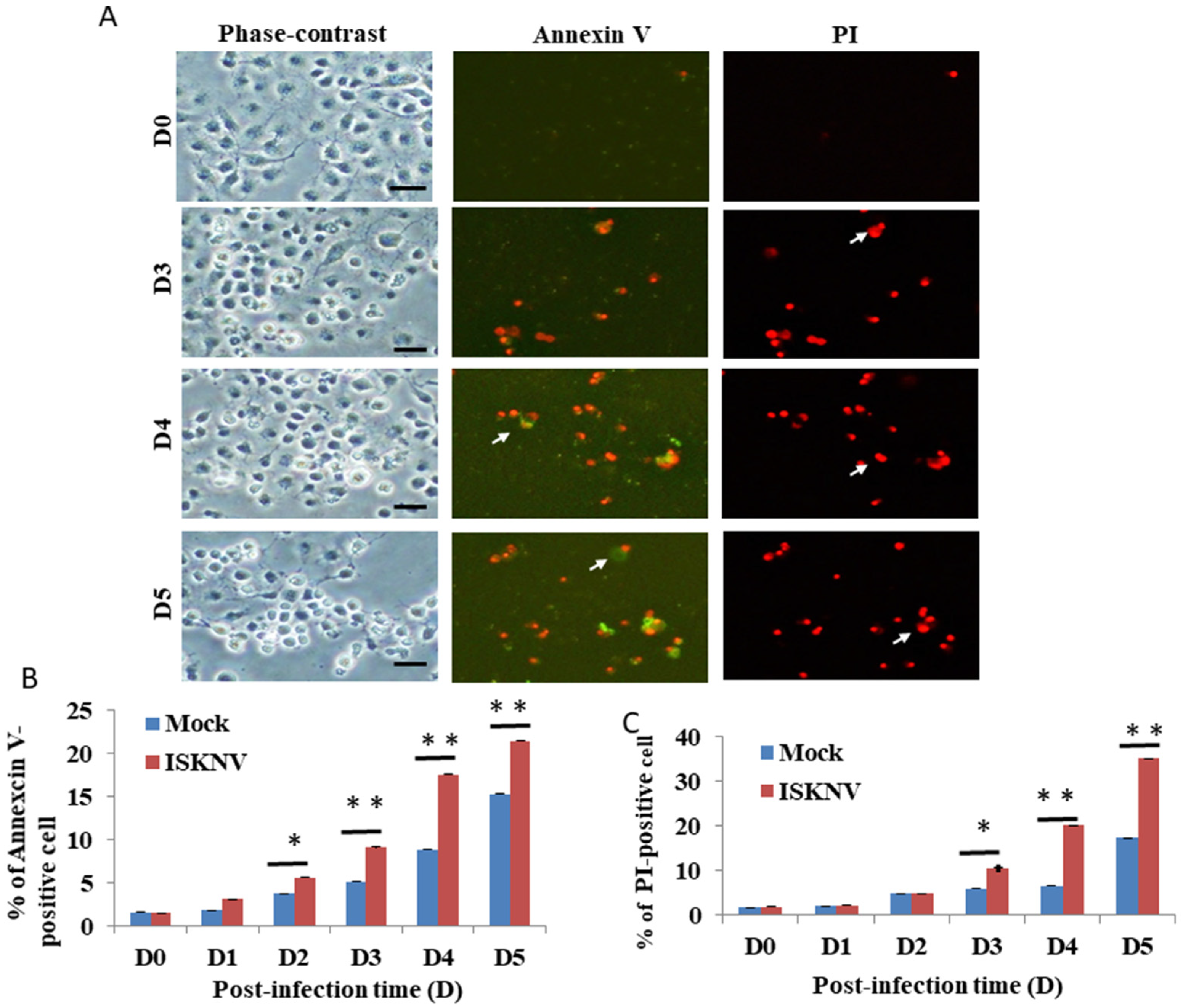 Viruses 14 00922 g002