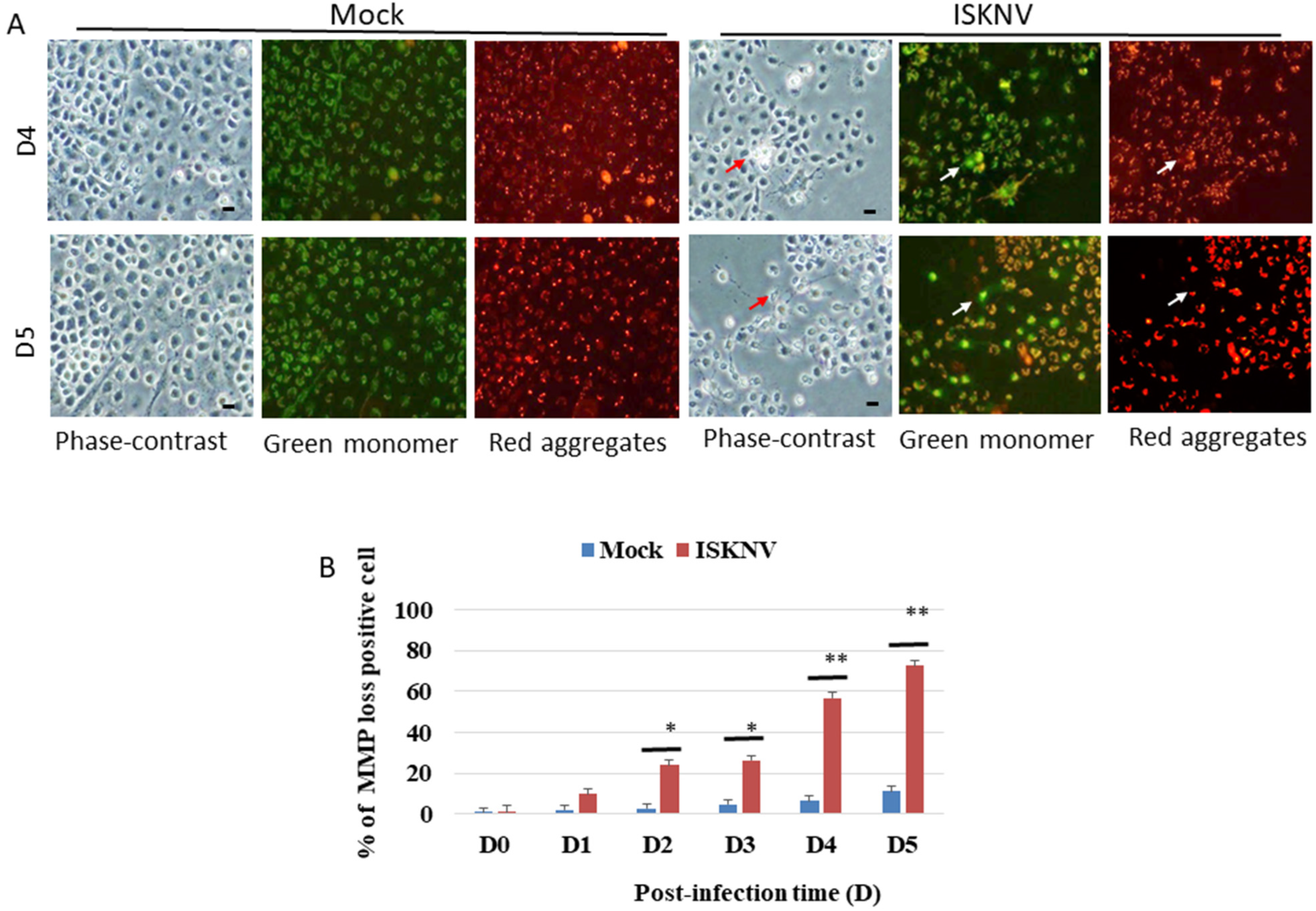 Viruses 14 00922 g003