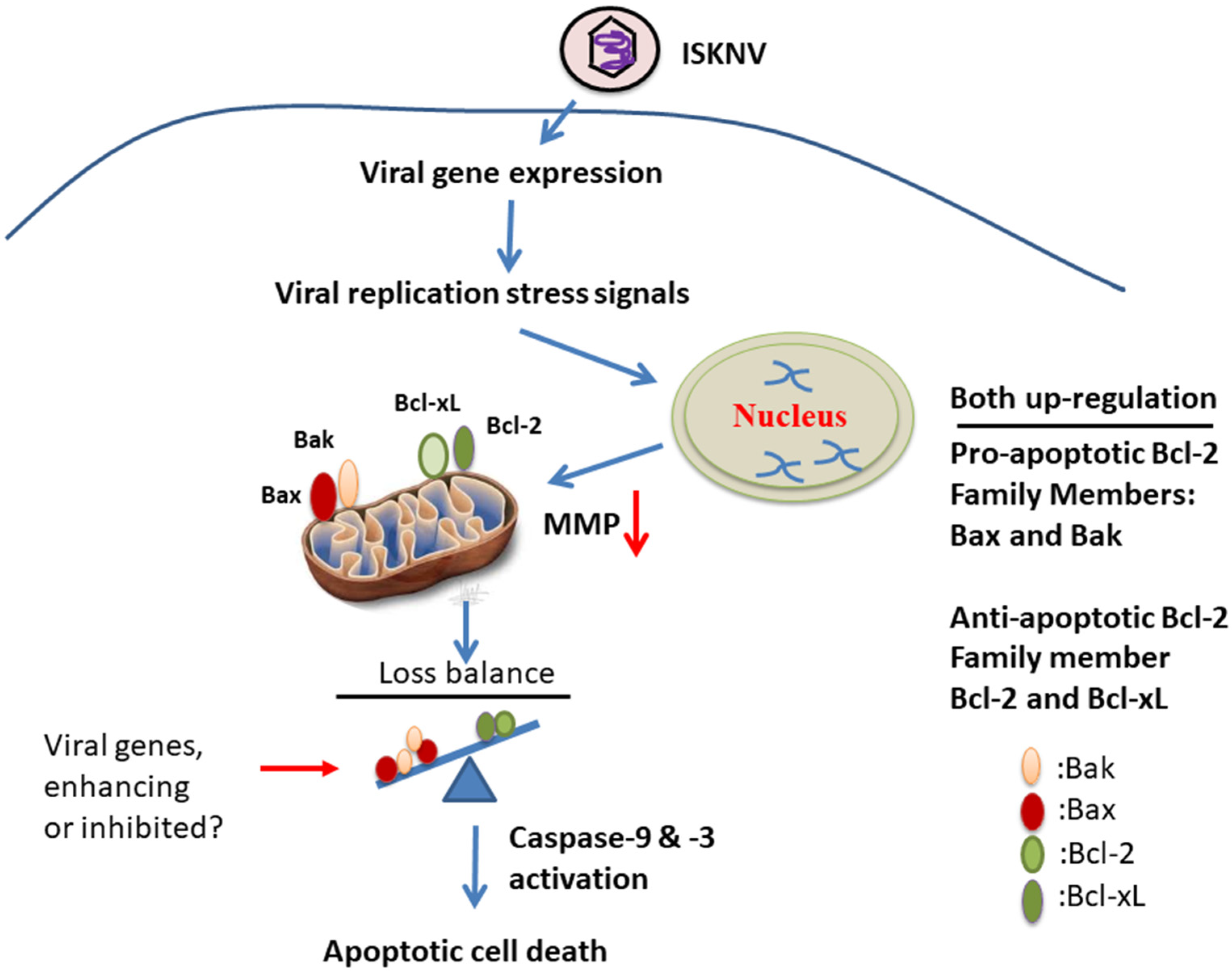 Viruses 14 00922 g007