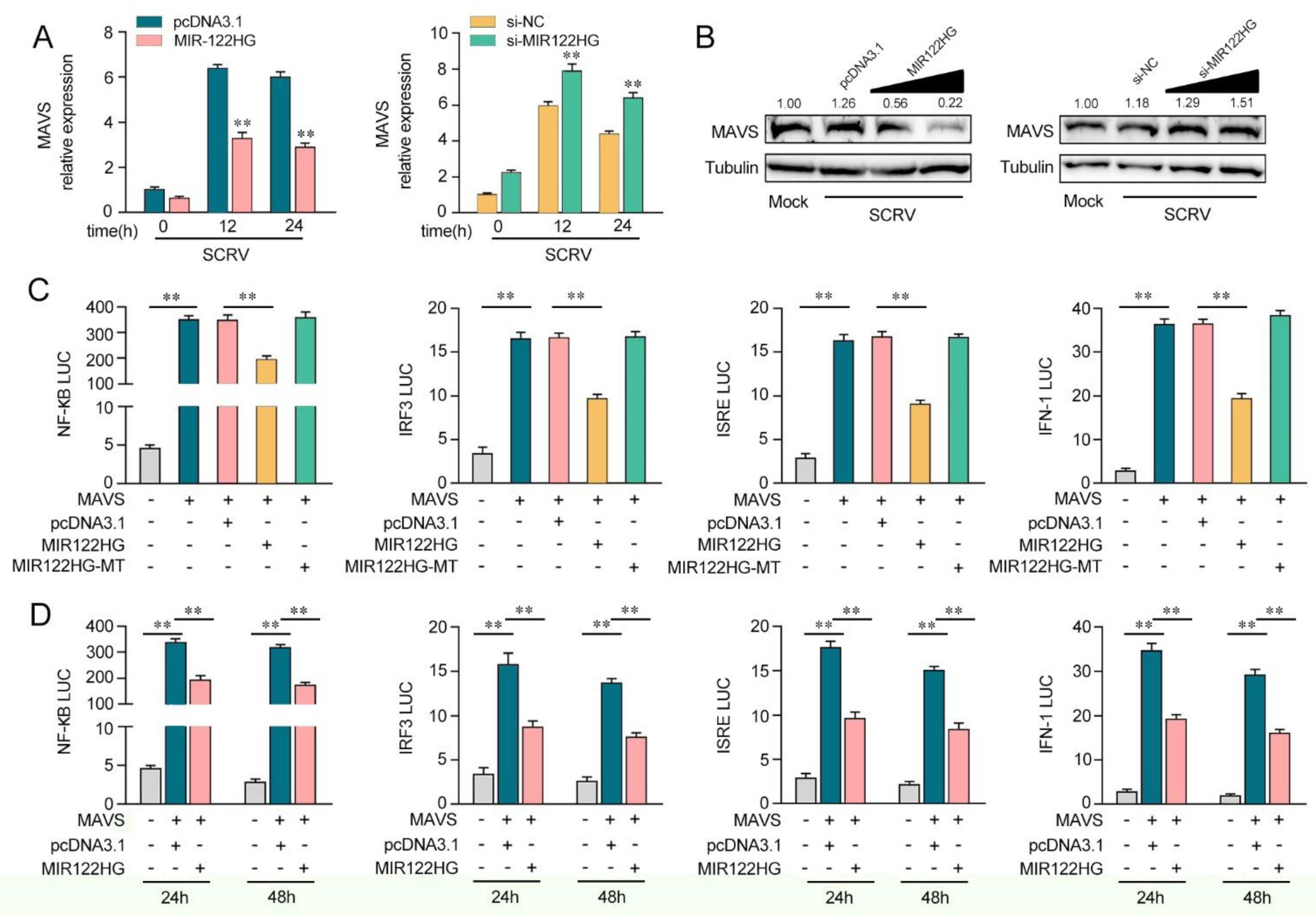 Viruses 14 00930 g003