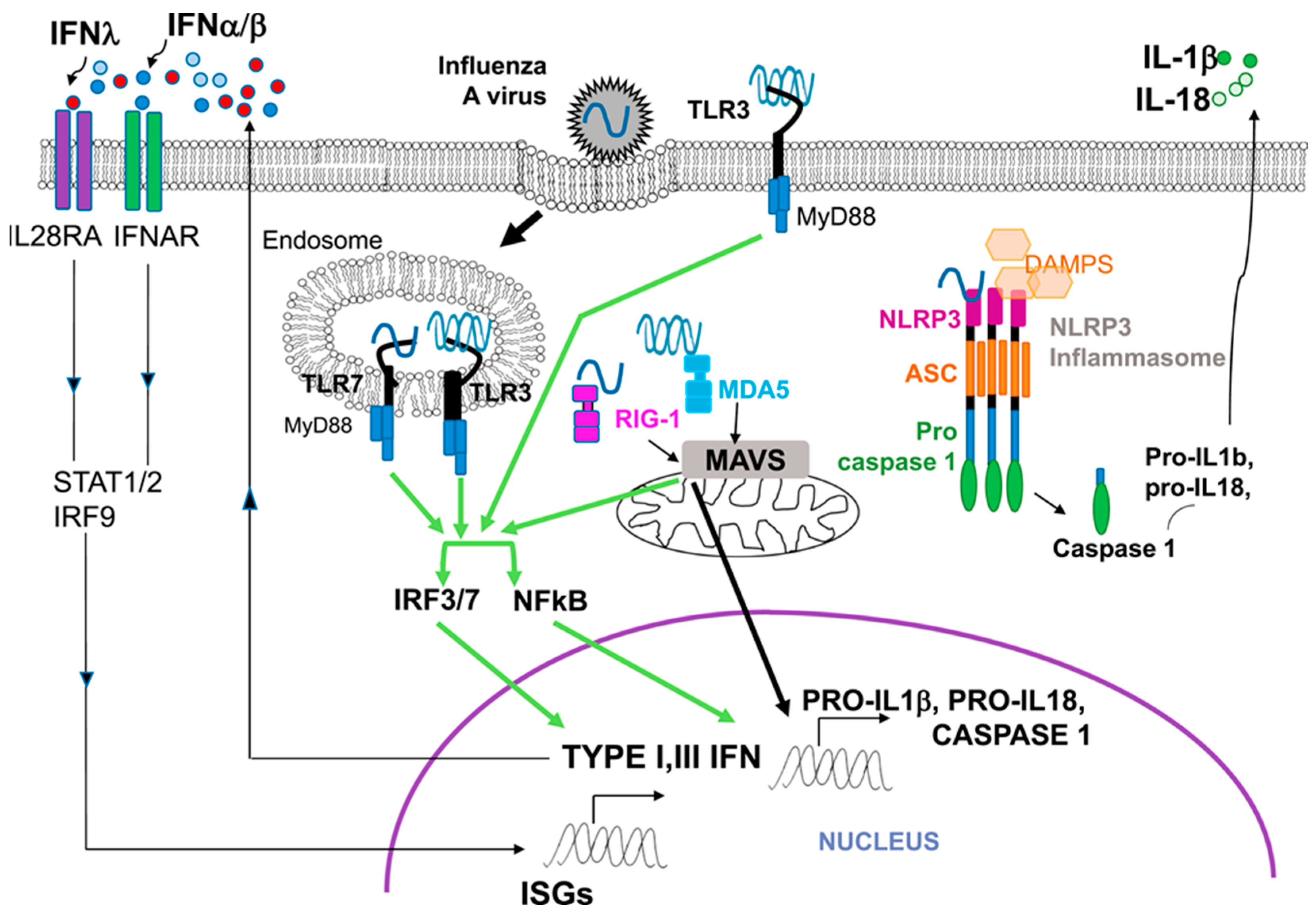 Viruses 14 00933 g002