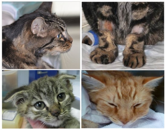 Viruses 14 00937 g007