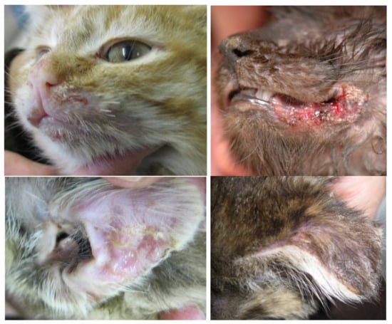 Viruses 14 00937 g008