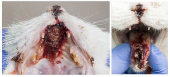 Viruses 14 00937 g009