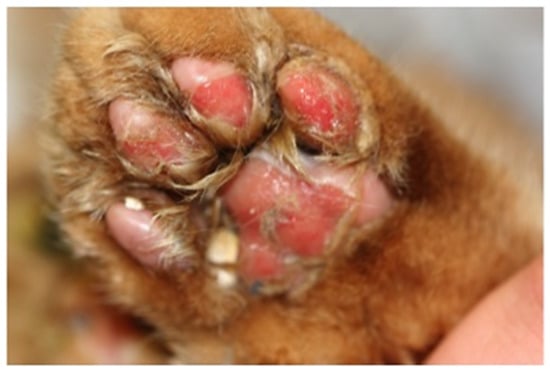 Viruses 14 00937 g010