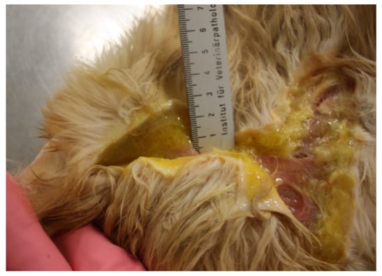 Viruses 14 00937 g011