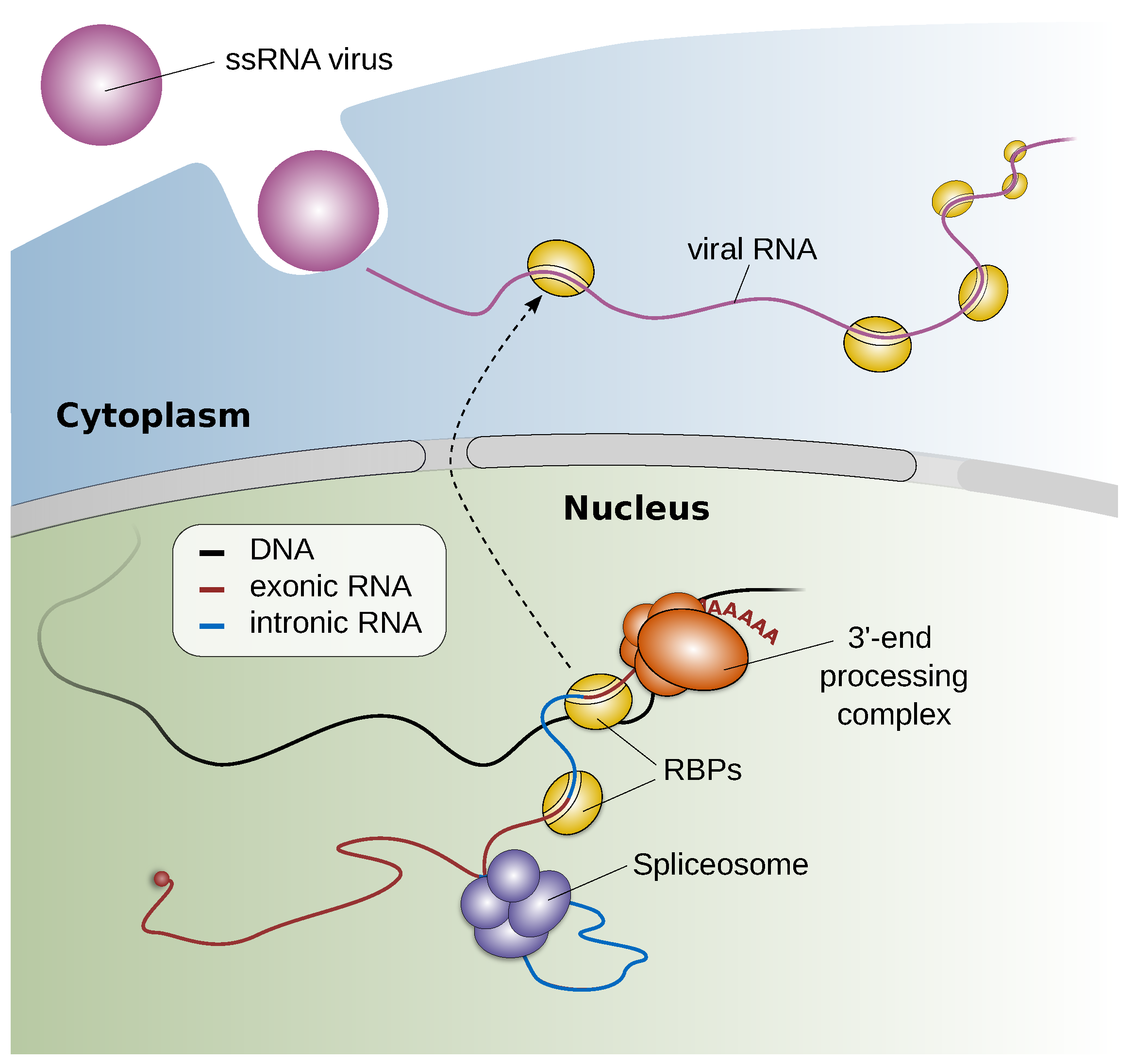 Viruses 14 00973 g004