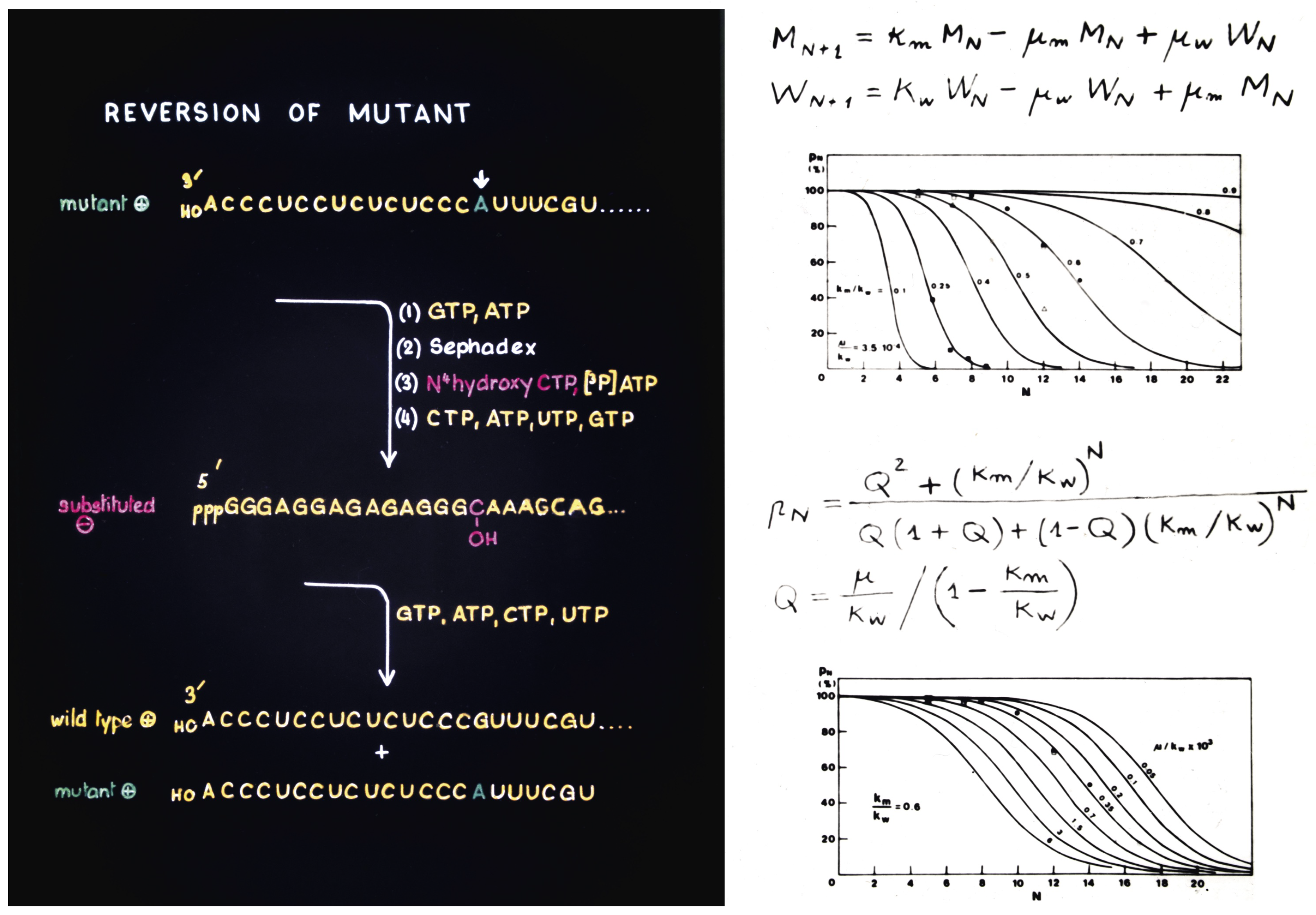 Viruses 14 00973 g005