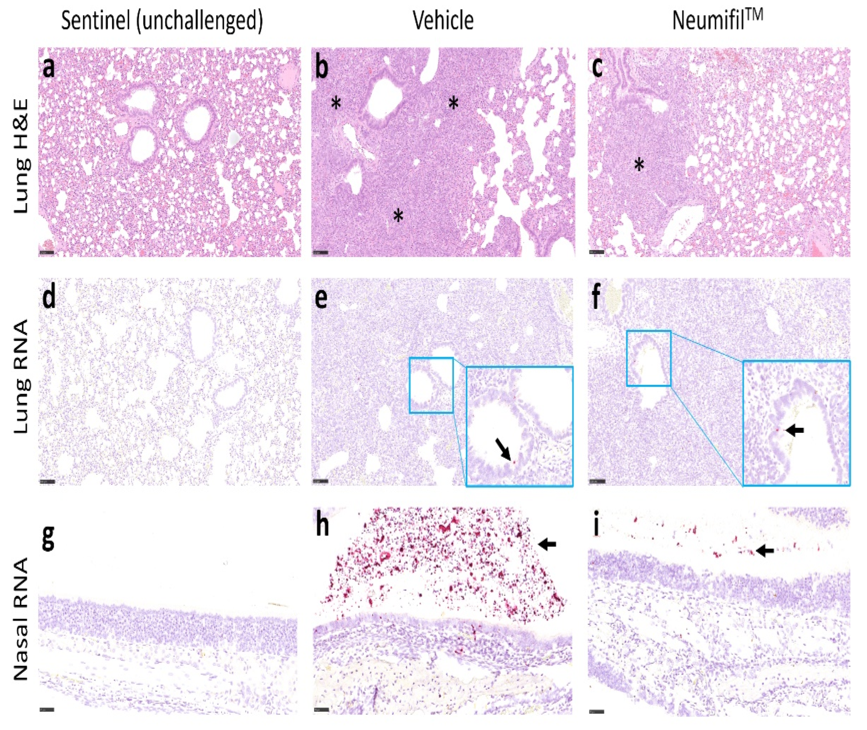 Viruses 14 00976 g005