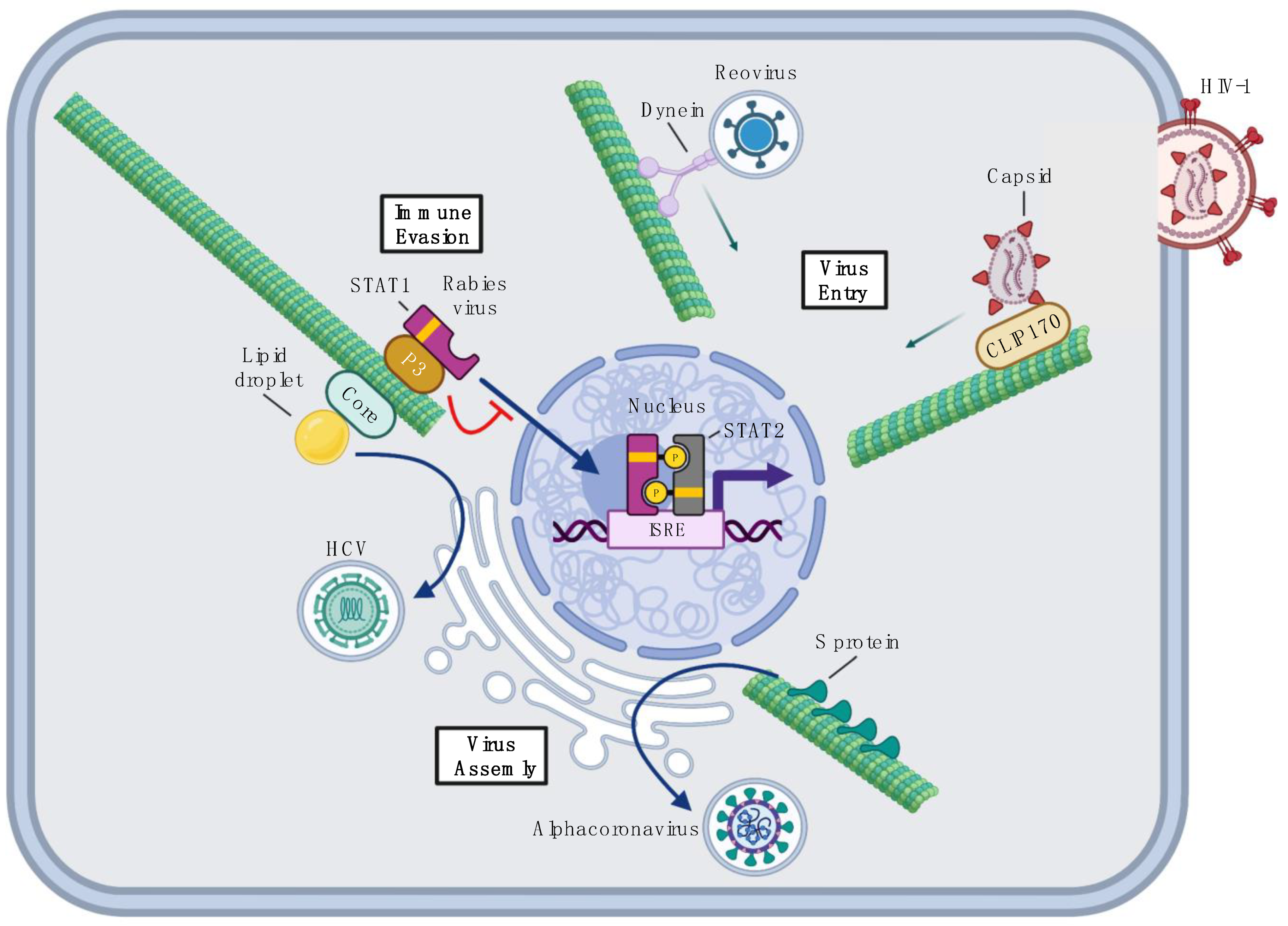 Viruses 14 00979 g001