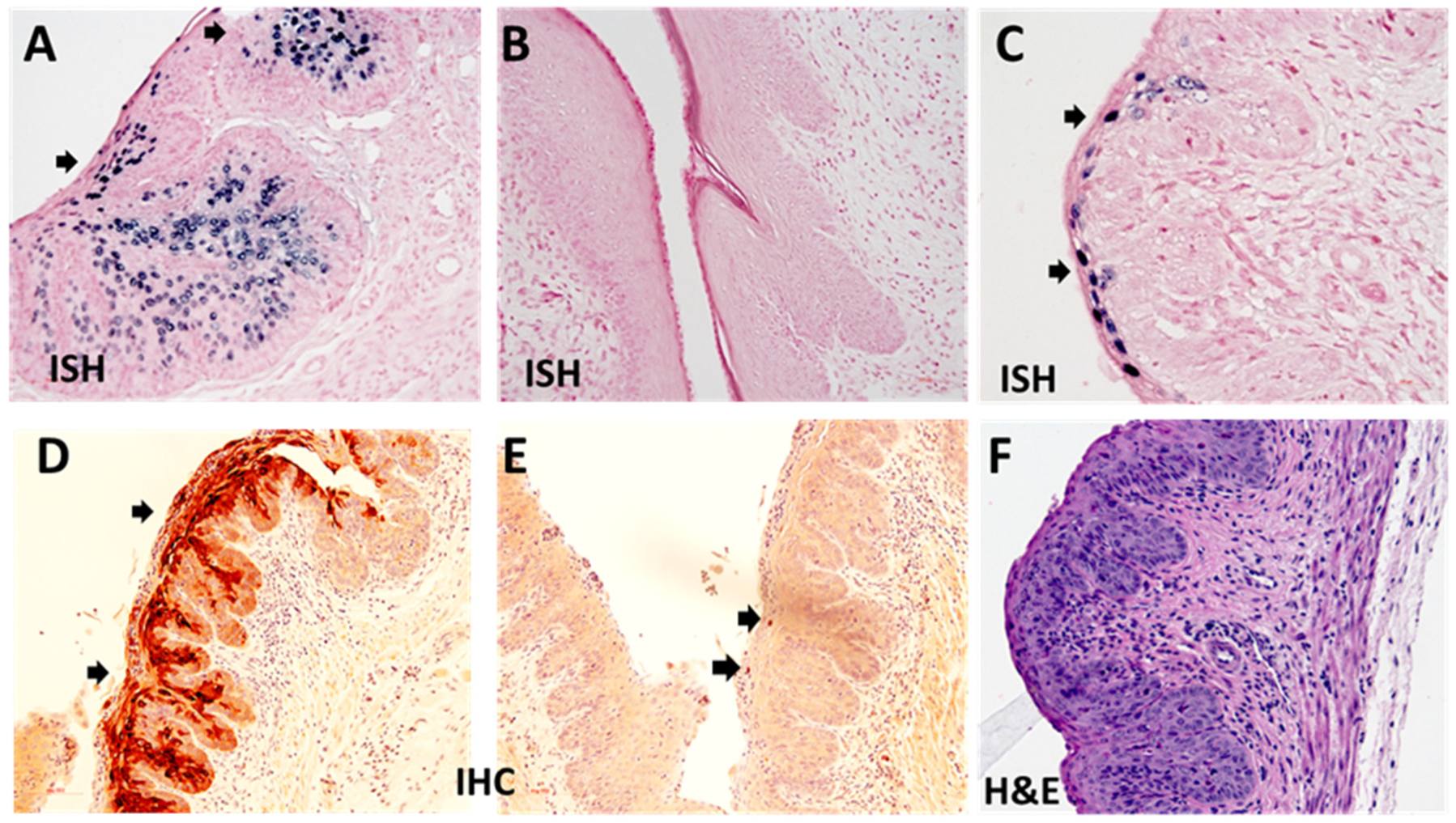 Viruses 14 00980 g003