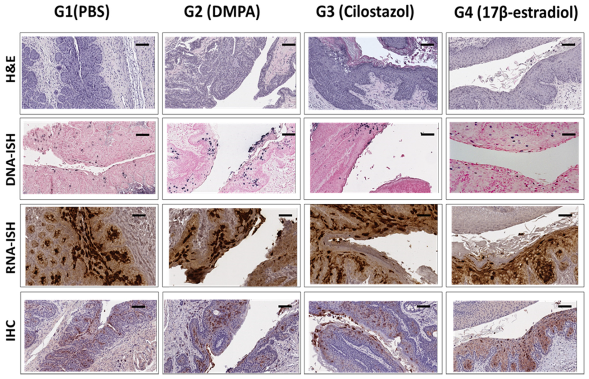 Viruses 14 00980 g007
