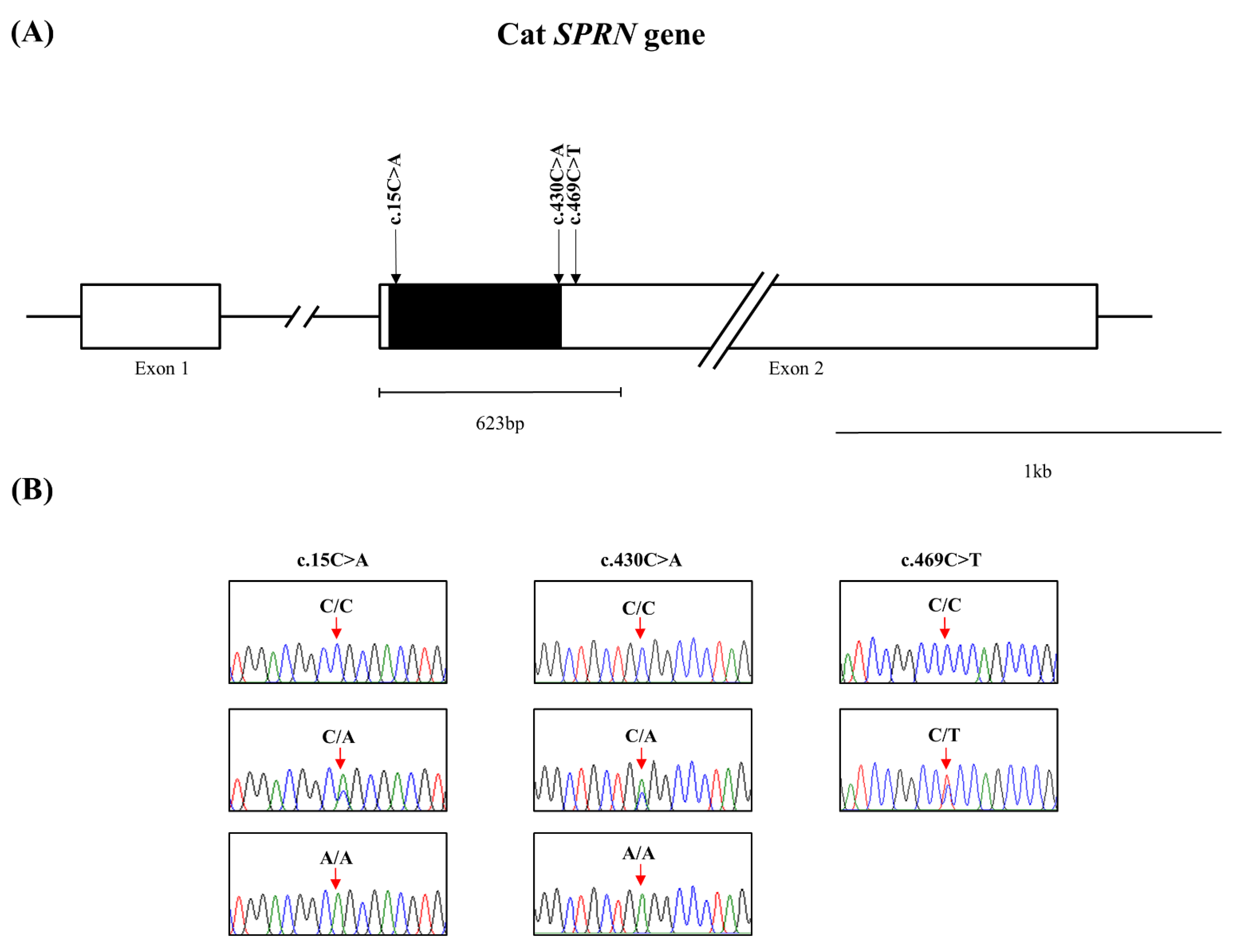 Viruses 14 00981 g001