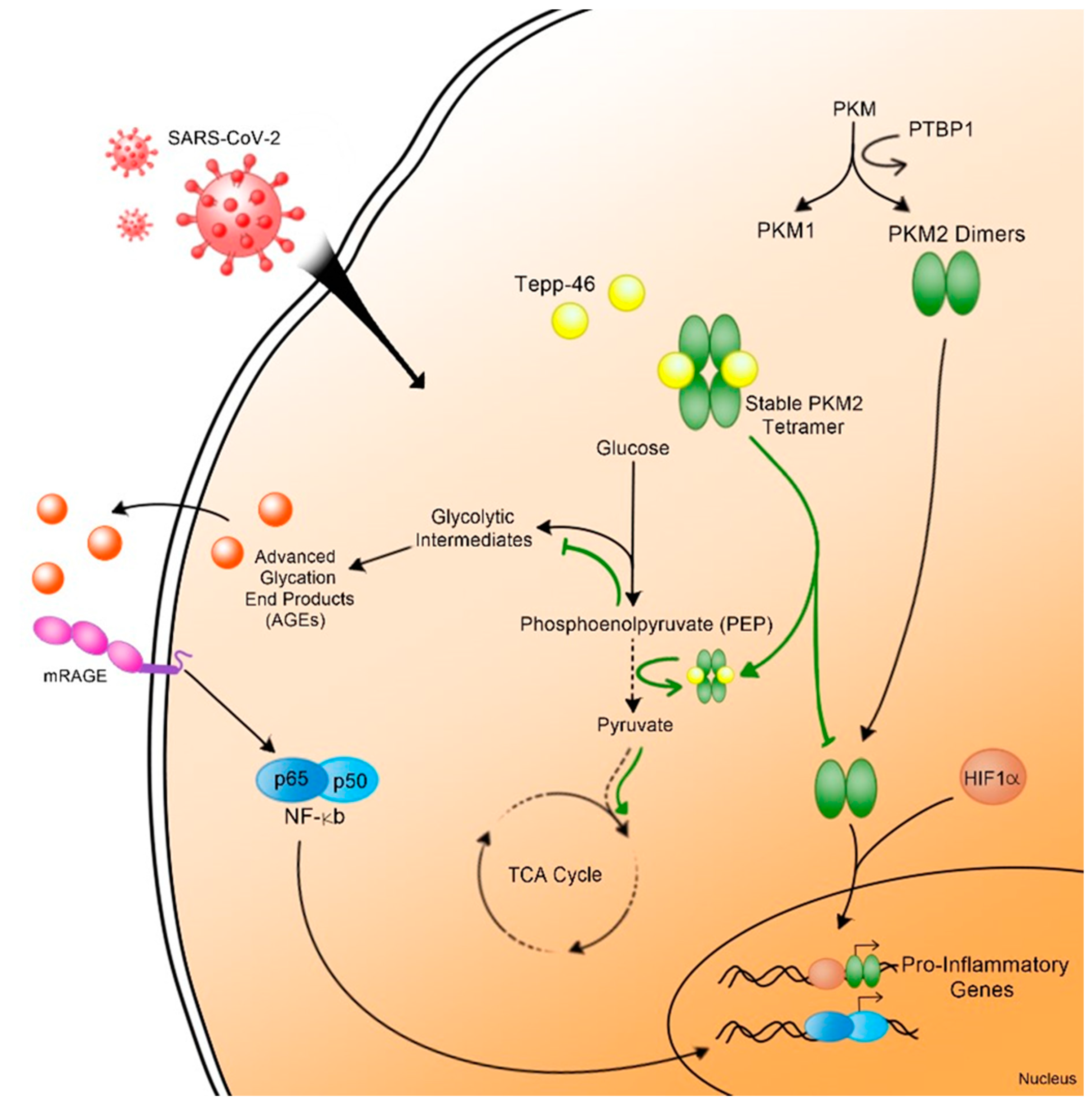 Viruses 14 00983 g006
