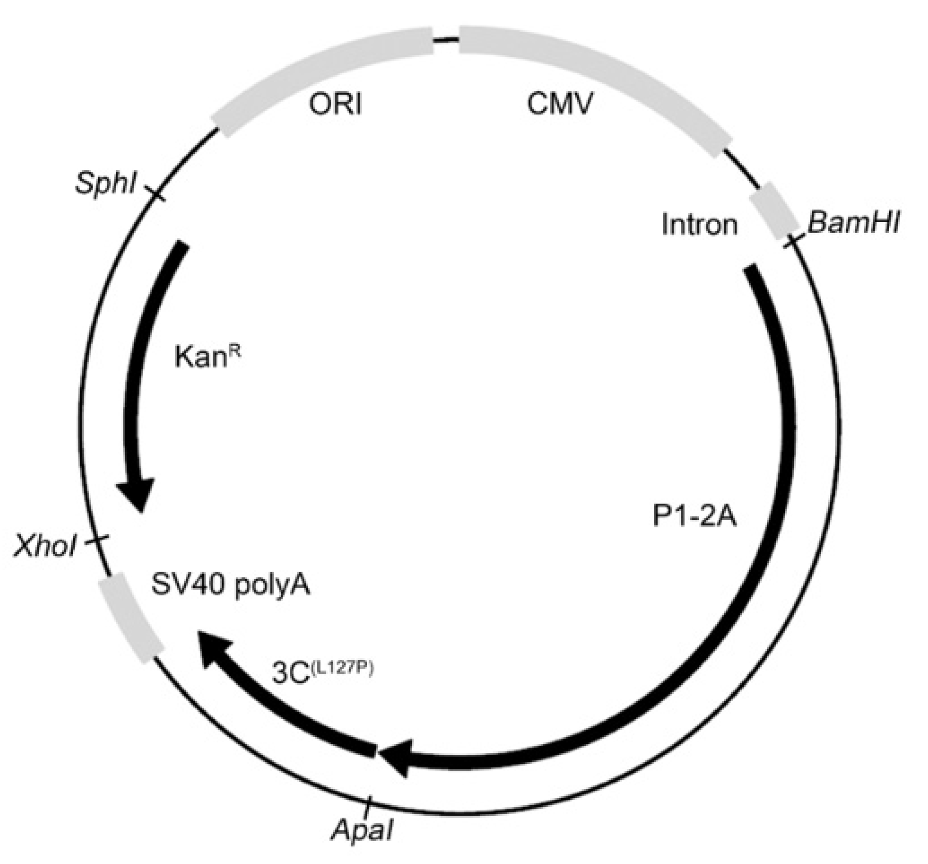 Viruses 14 00989 g001