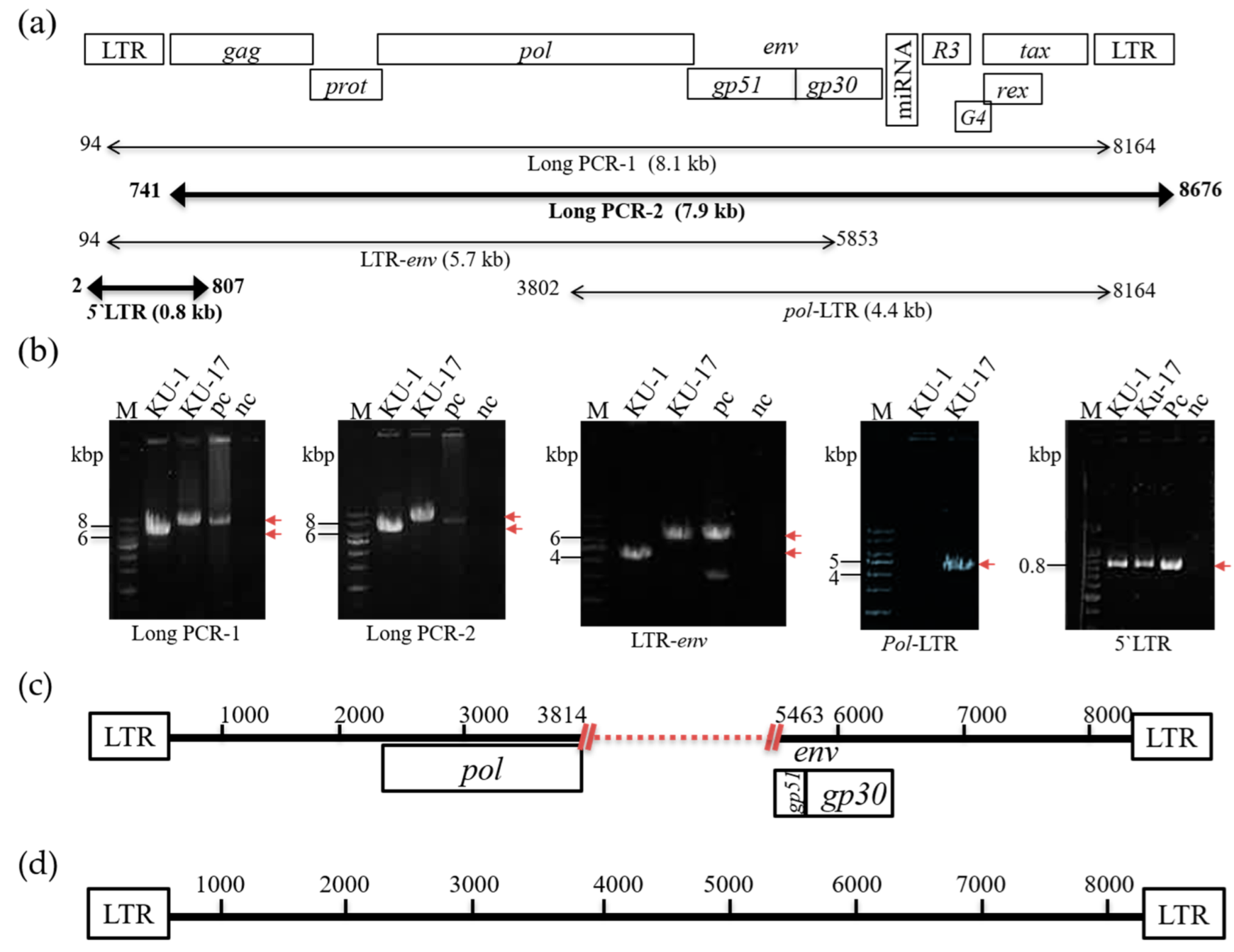 Viruses 14 00995 g002
