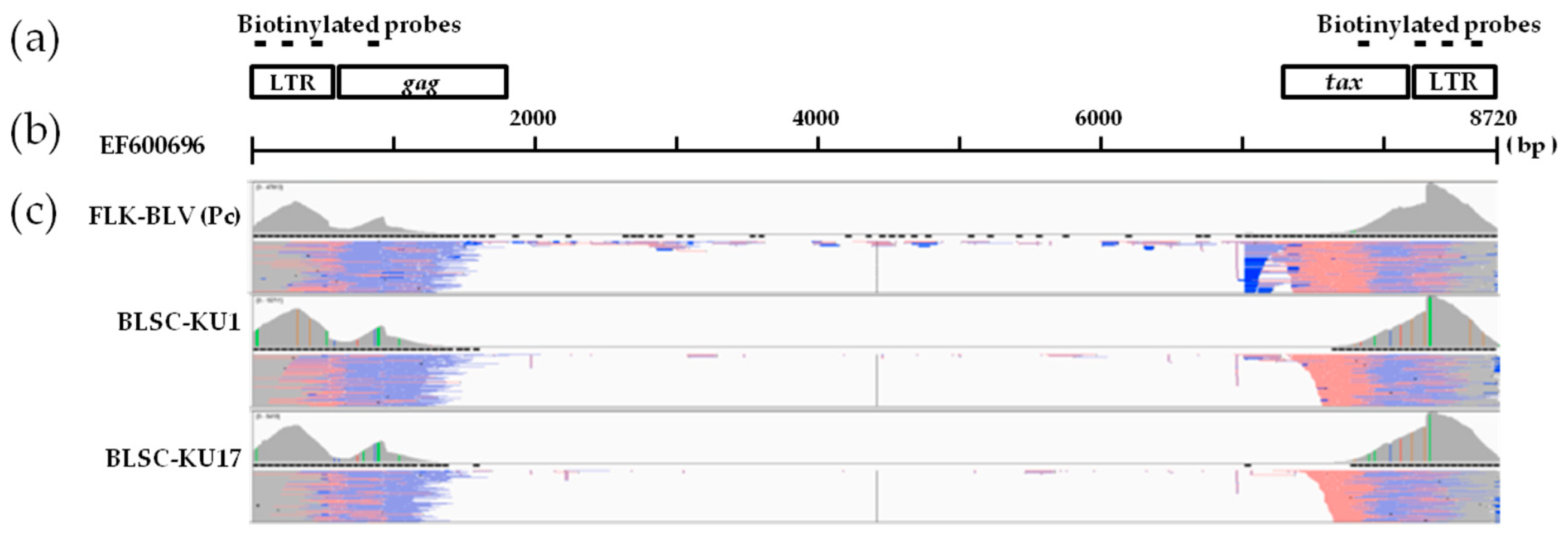Viruses 14 00995 g003