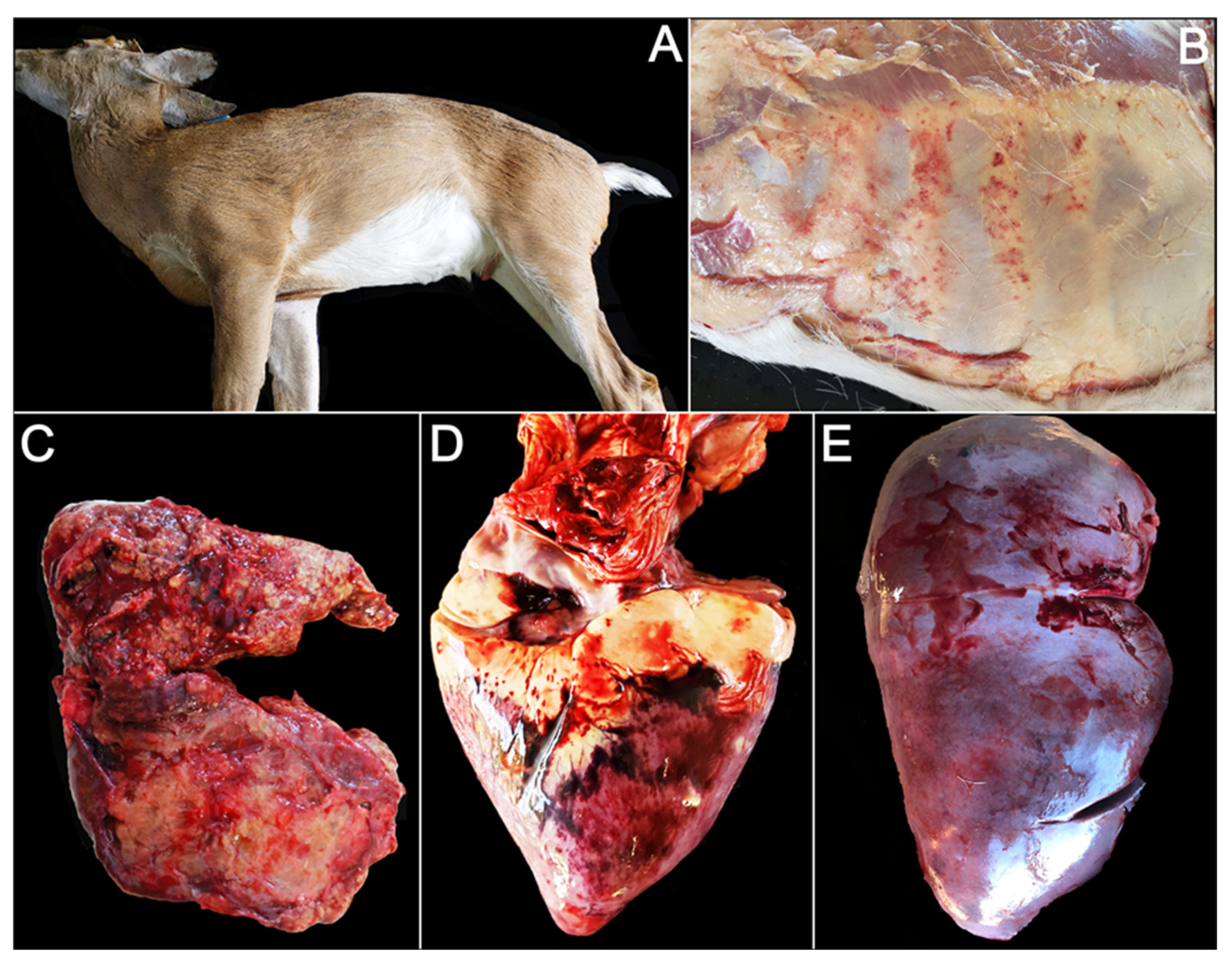 Viruses 14 01012 g001