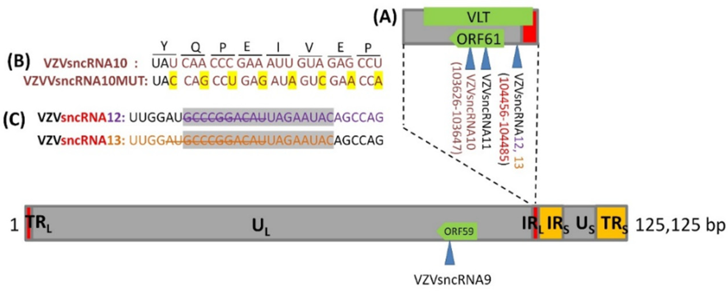 Viruses 14 01015 g001